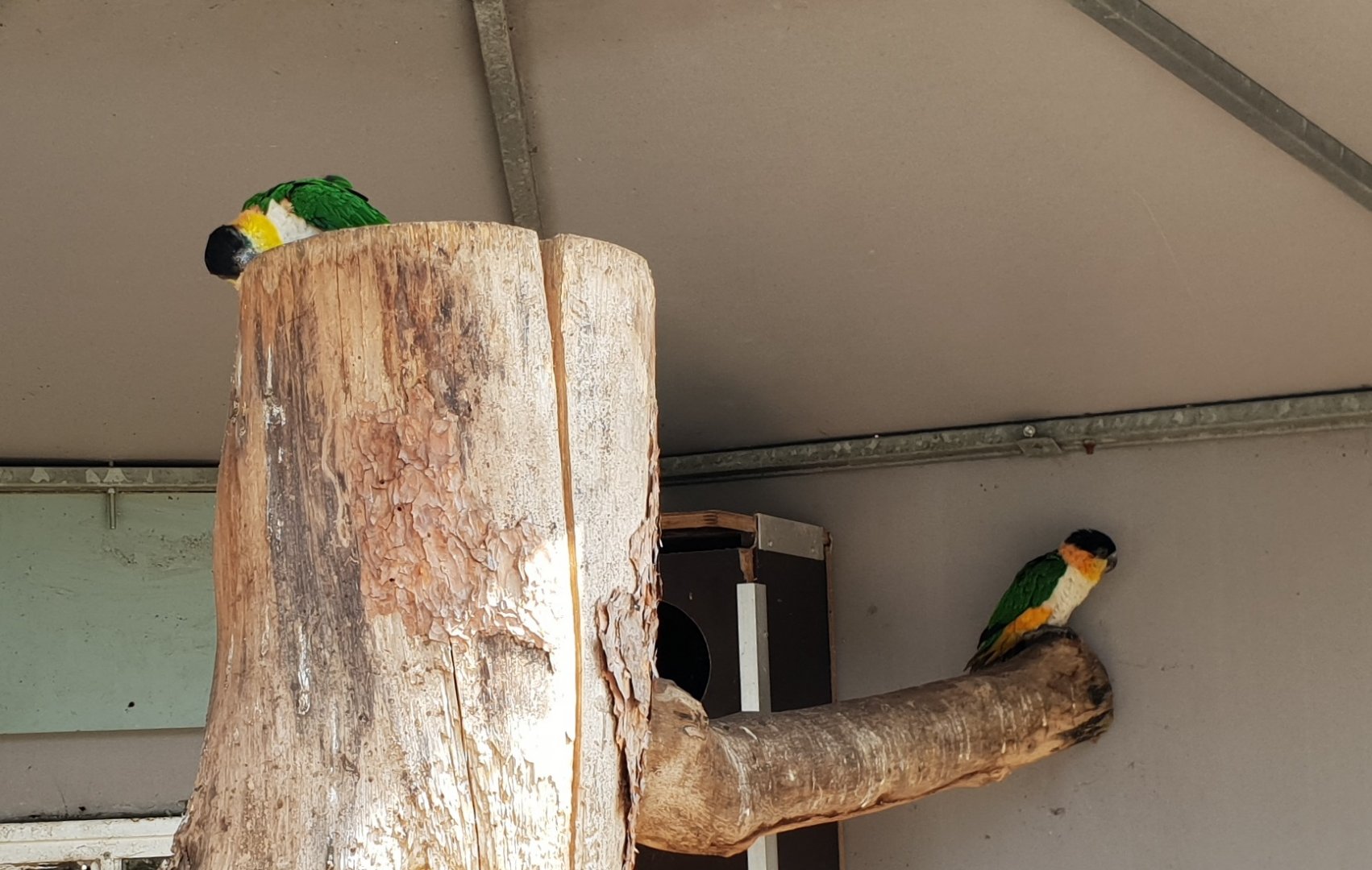 Black-headed caiques