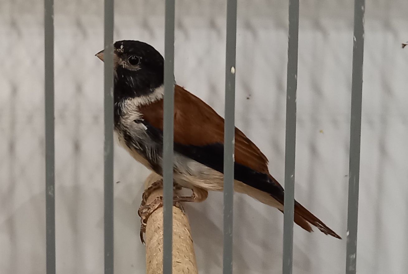 Black-headed canary - Serinus alario