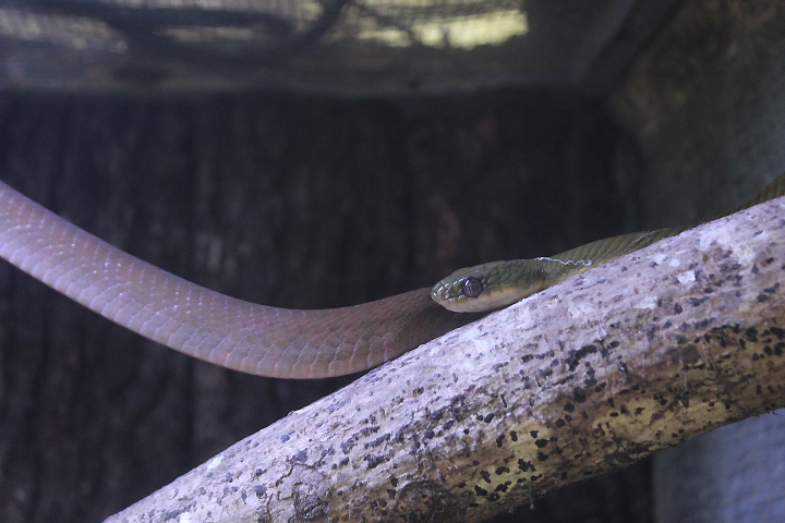 Black-headed cat snake (Boiga nigriceps nigriceps)