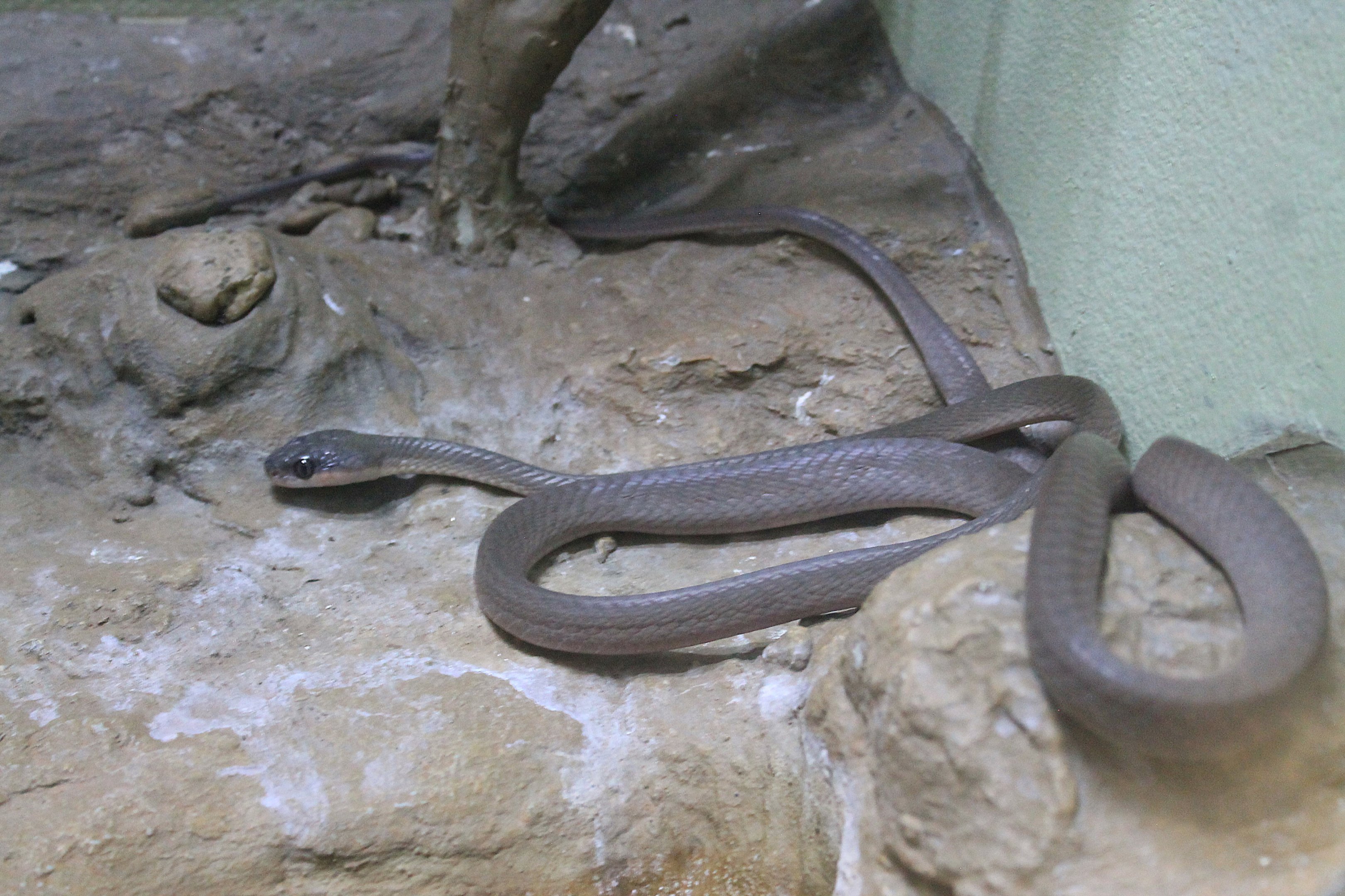 Black-headed Cat Snake (Boiga nigriceps)