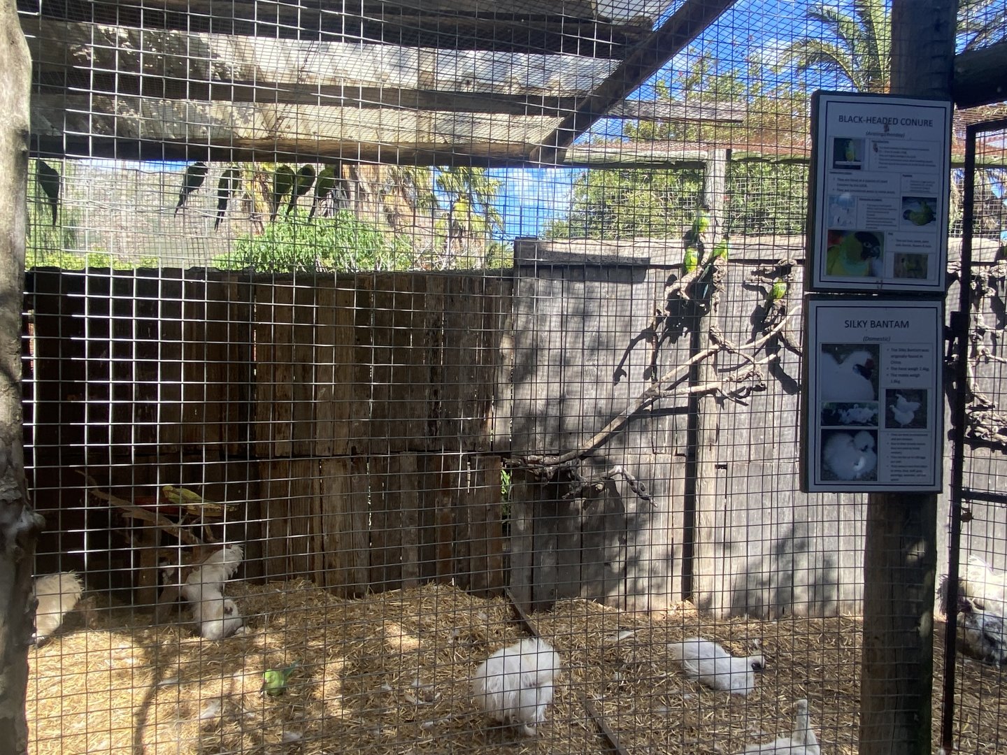 Black-Headed Conure/Domestic Chicken Exhibit