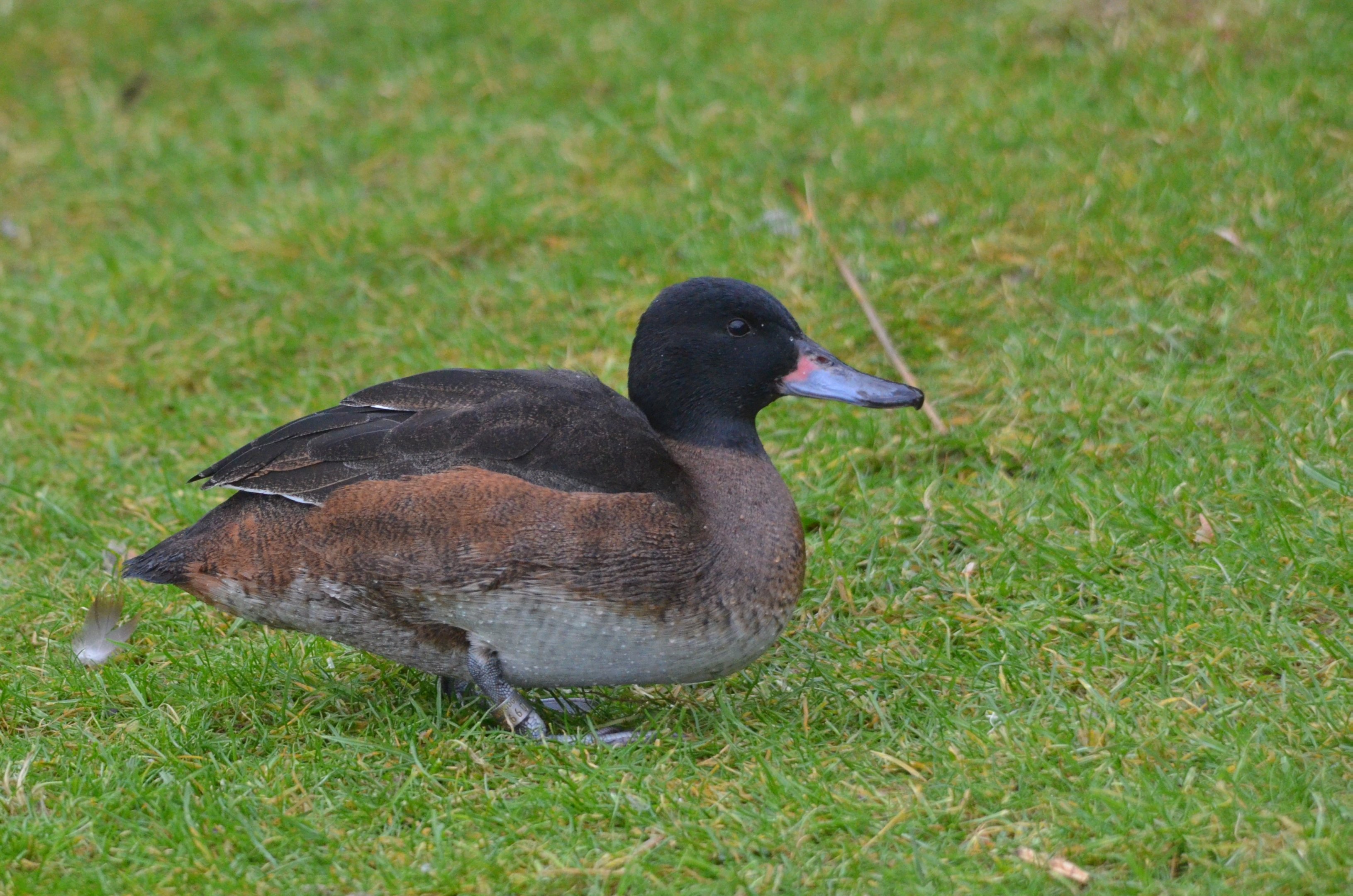 Black-headed Duck at Slimbridge, 05/02/17