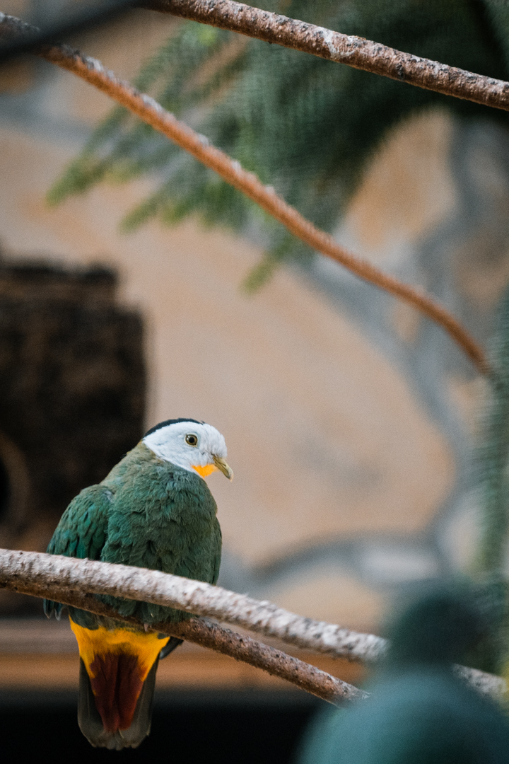 Black-headed Fruit Dove