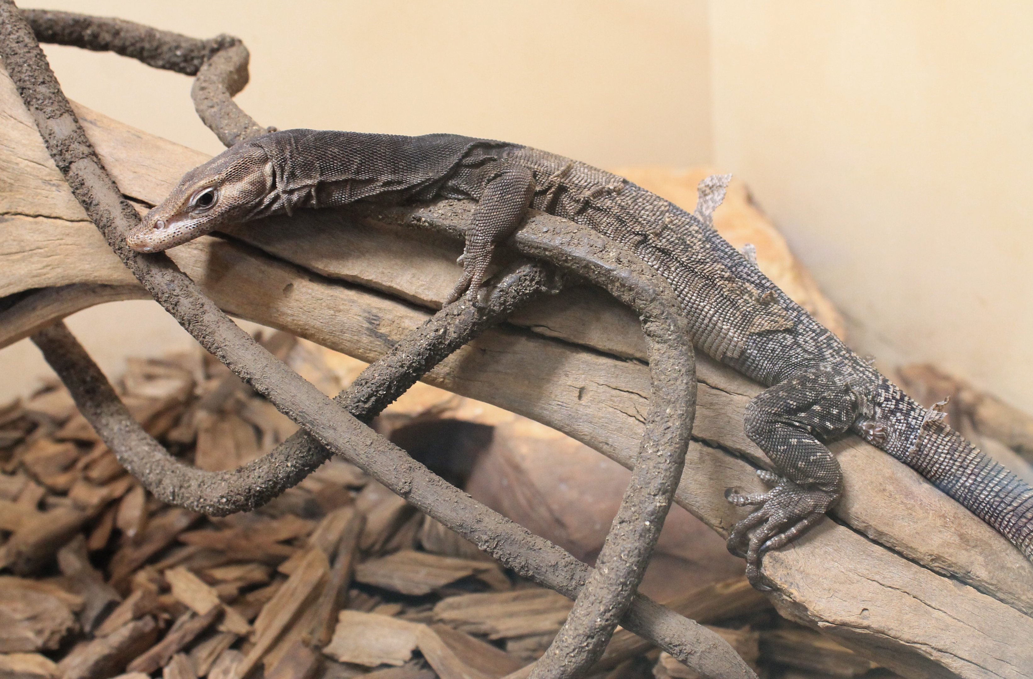Black-headed Goanna (Varanus tristis)