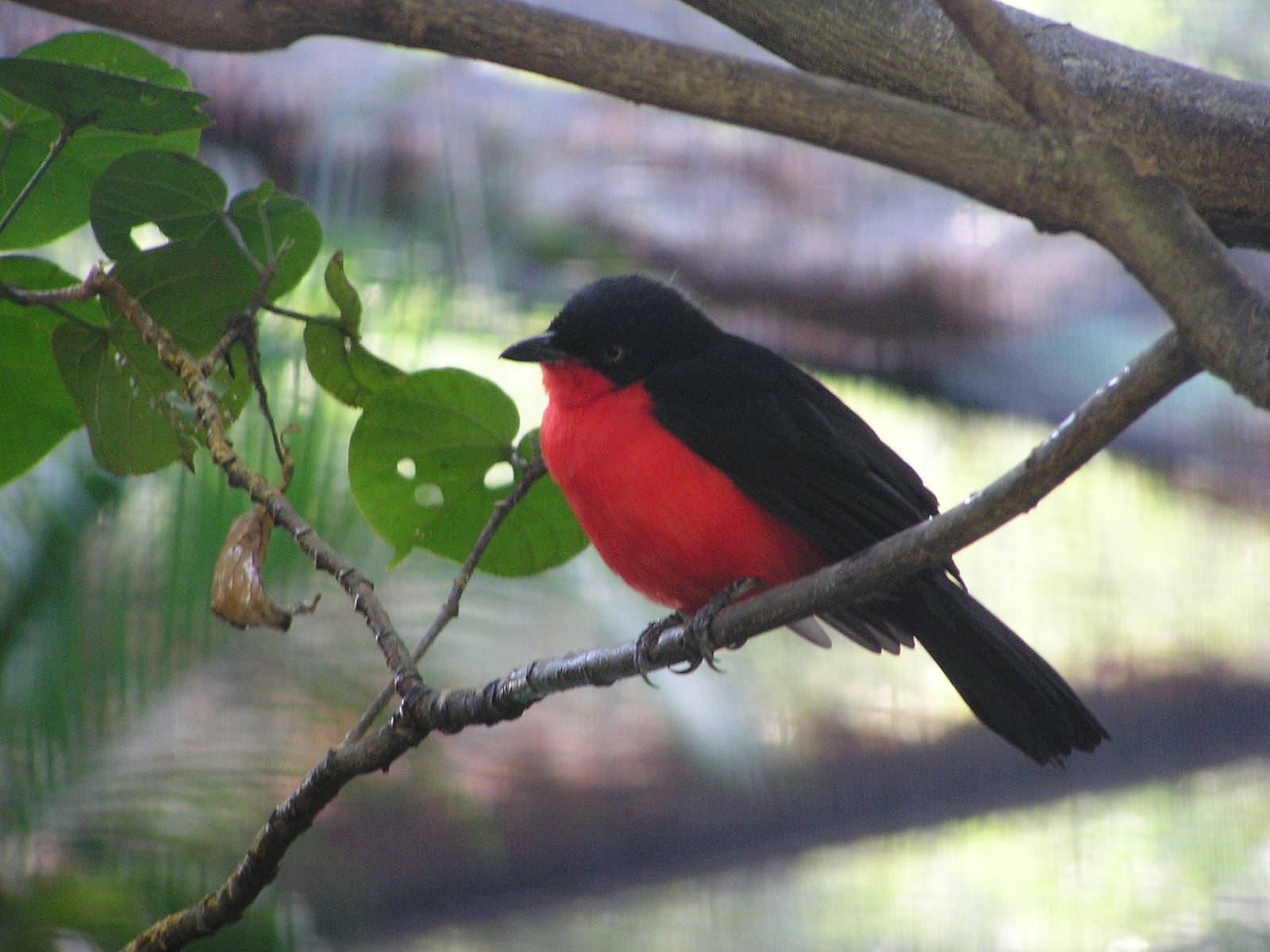 Black-headed gonolek/ Laniarius erythrogaster