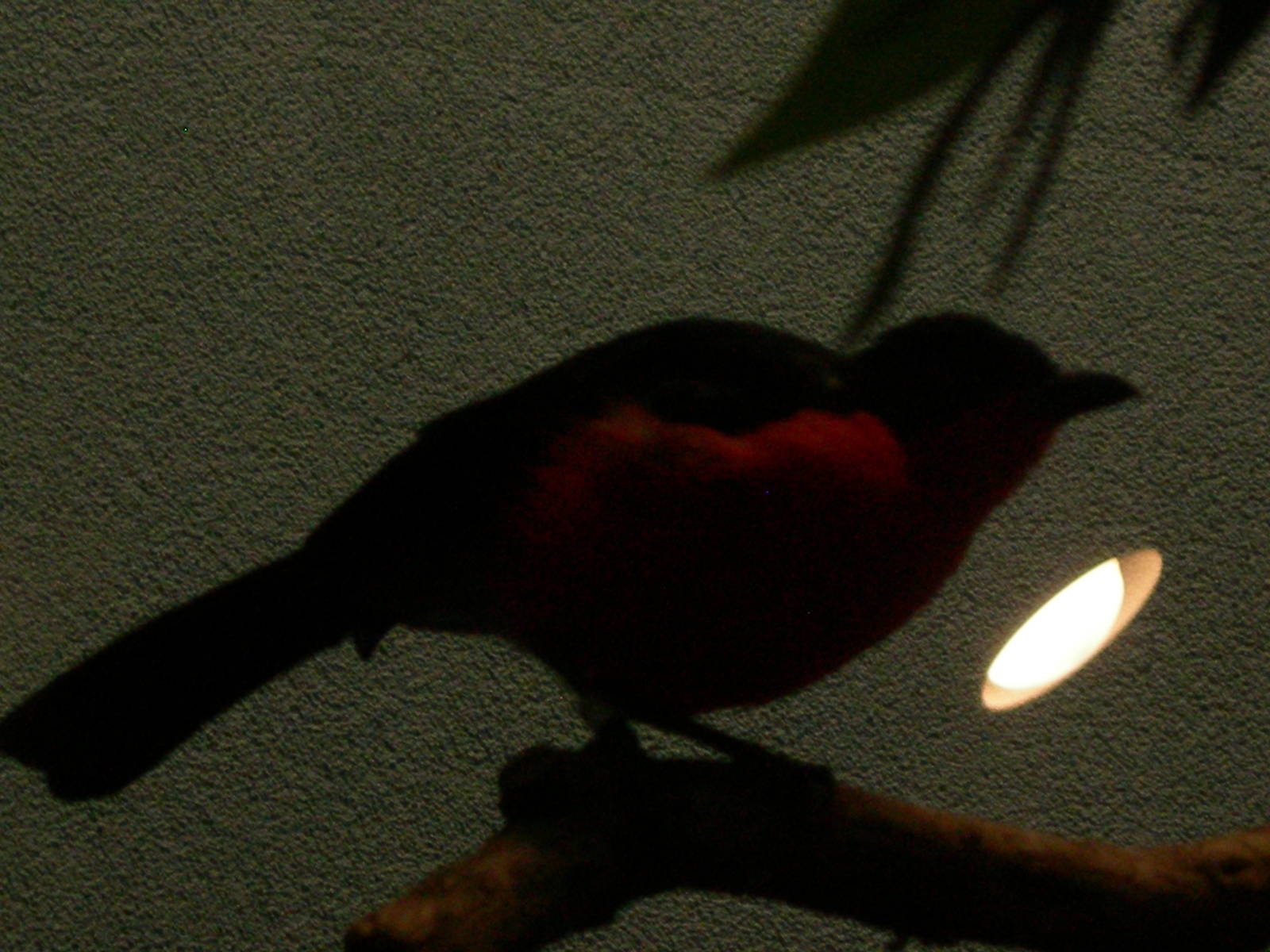 Black-headed Gonolek