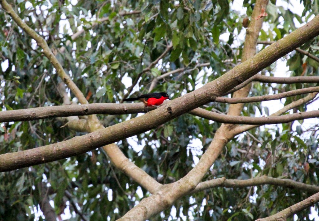 Black-headed Gonolek