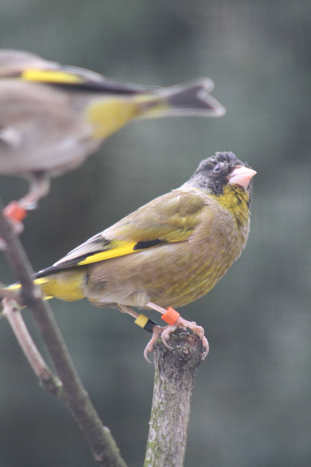 Black-headed Greenfinch (Carduelis ambigua)