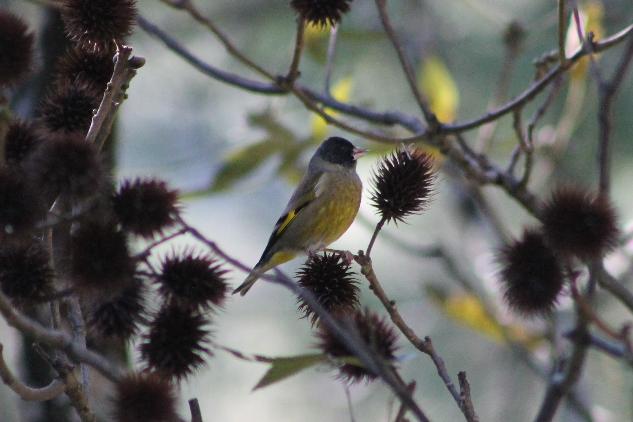 Black-headed Greenfinch (Chloris ambigua)