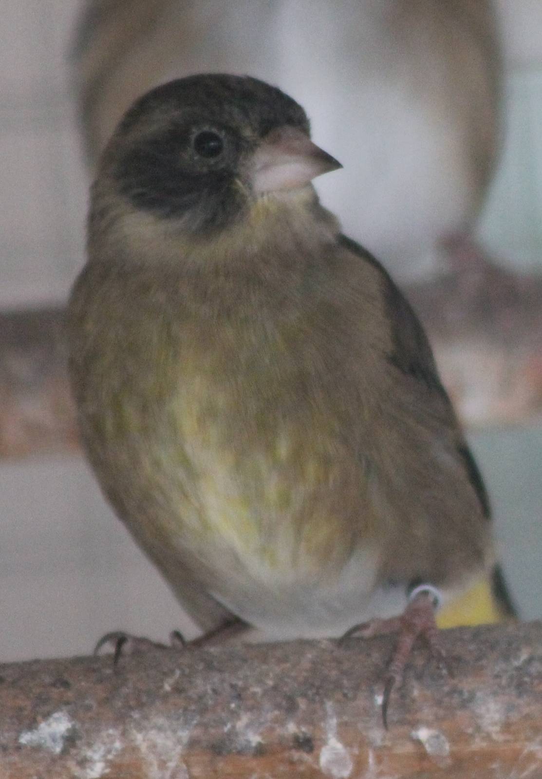 Black-headed greenfinch