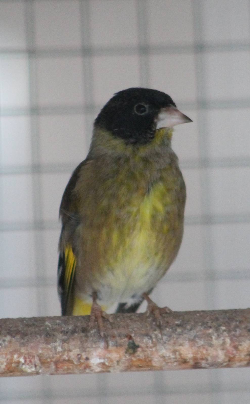 Black-headed greenfinch