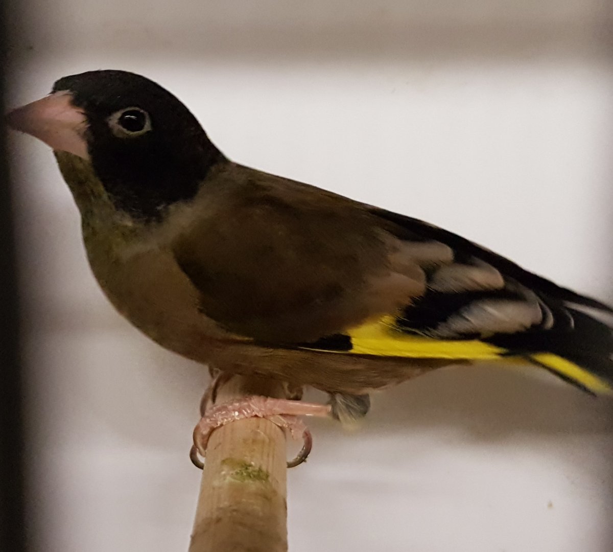 Black-headed greenfinch