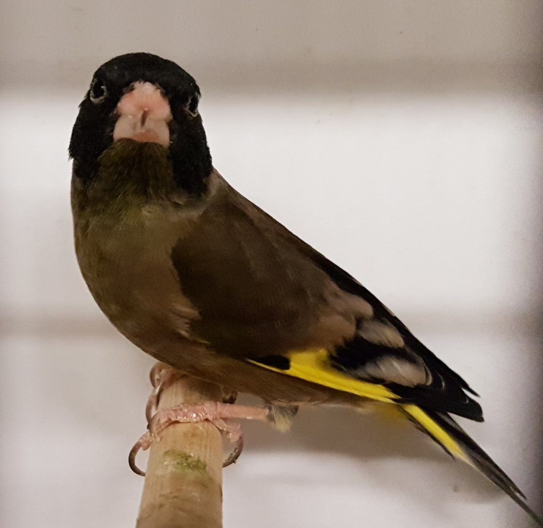 Black-headed greenfinch