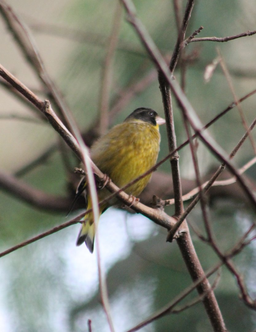 Black-headed greenfinch