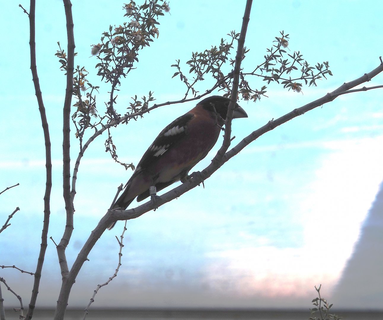 Black-headed grosbeak (Pheucticus melanocephalus), 2025-05-17