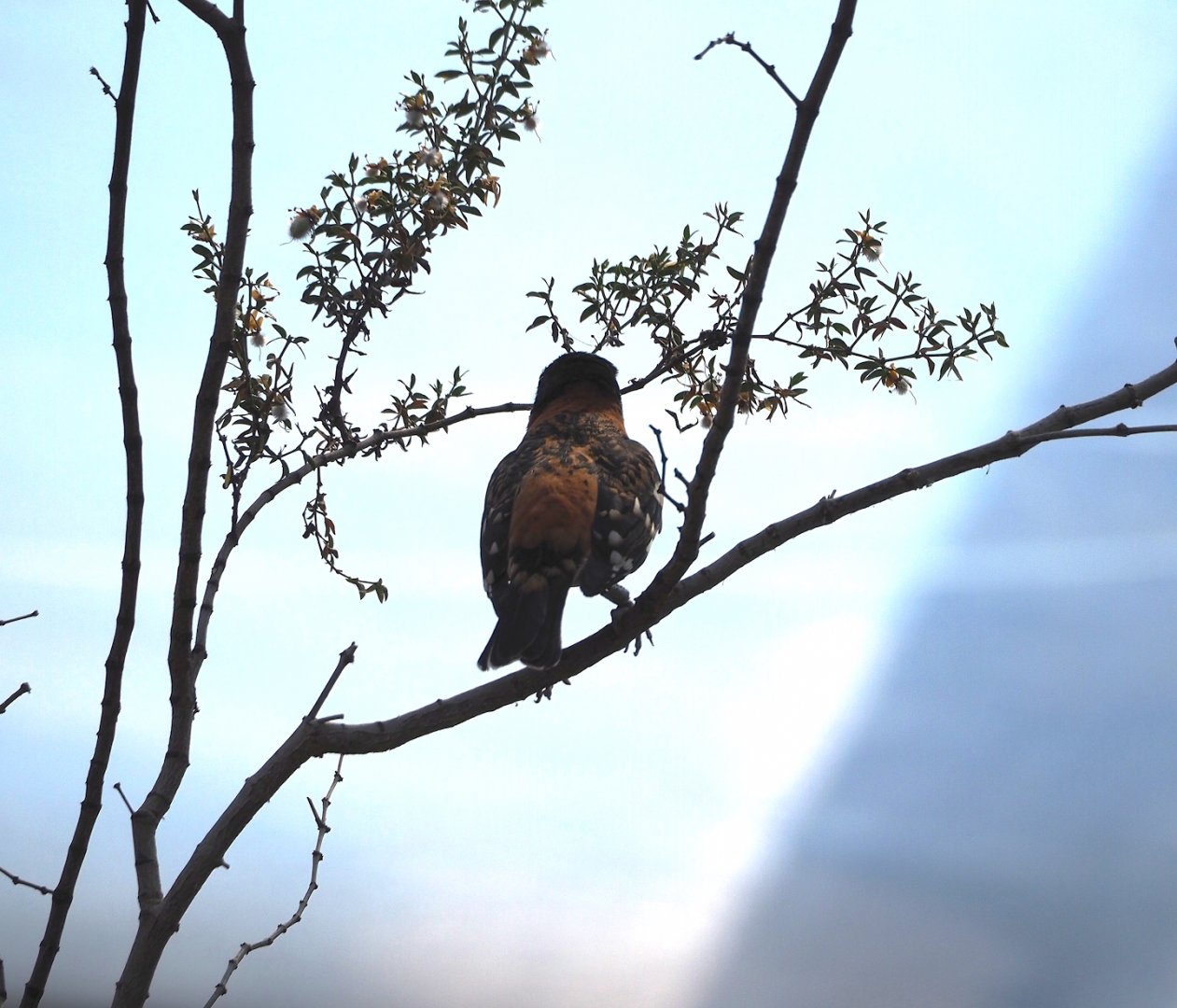 Black-headed grosbeak (Pheucticus melanocephalus), 2025-05-17