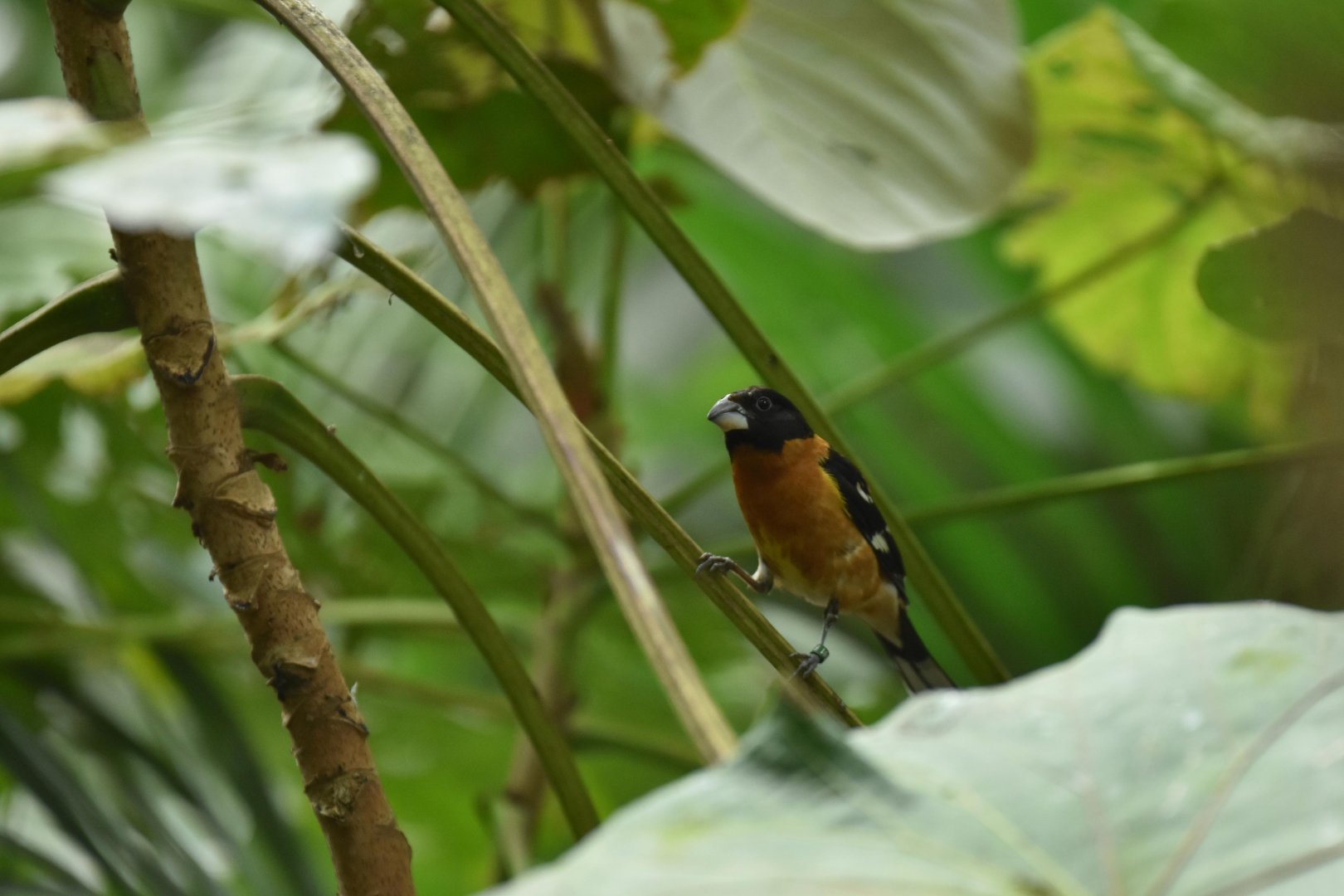 Black-headed grosbeak (Pheucticus melanocephalus)