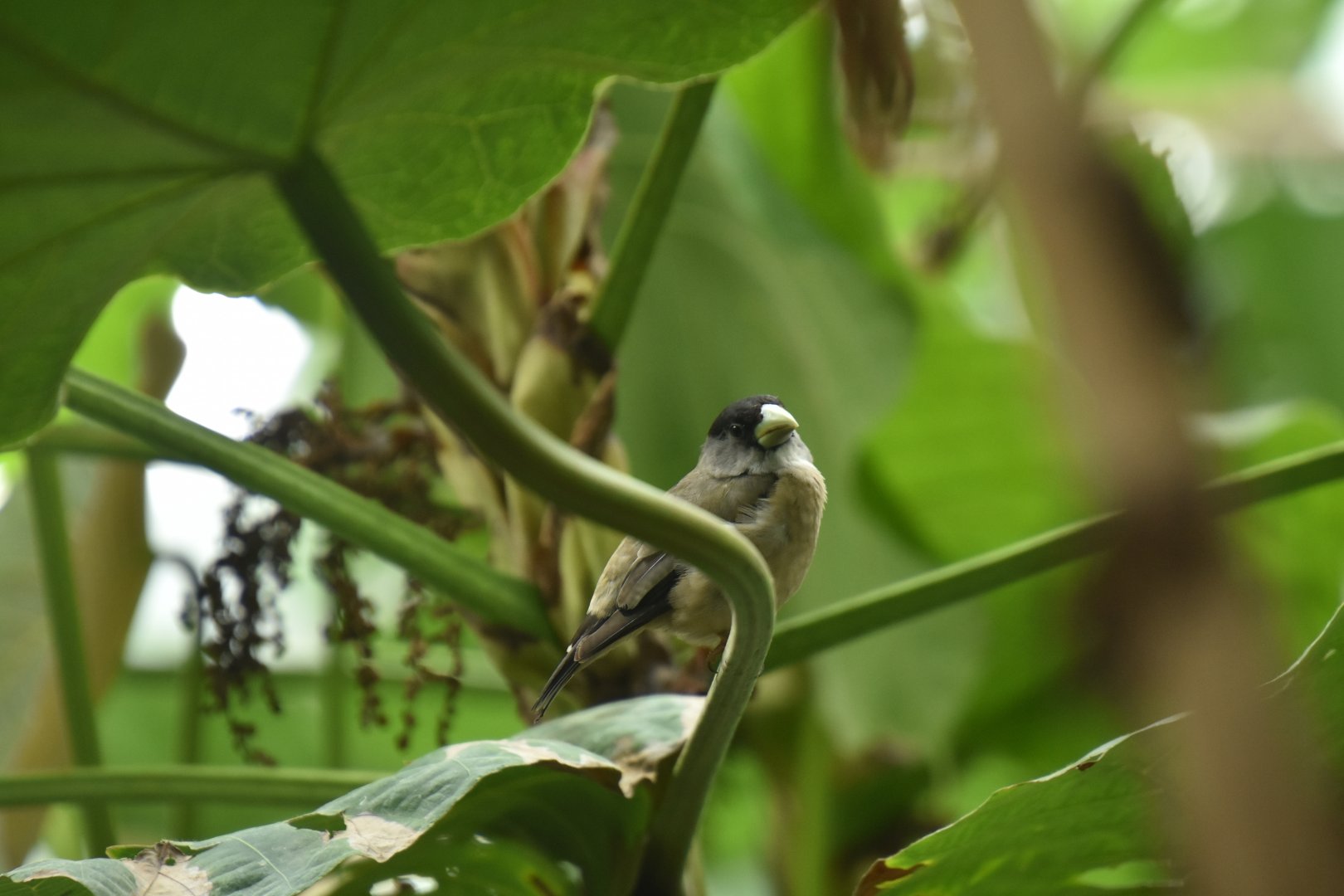 Black-headed Grosbeak (Pheucticus melanocephalus)