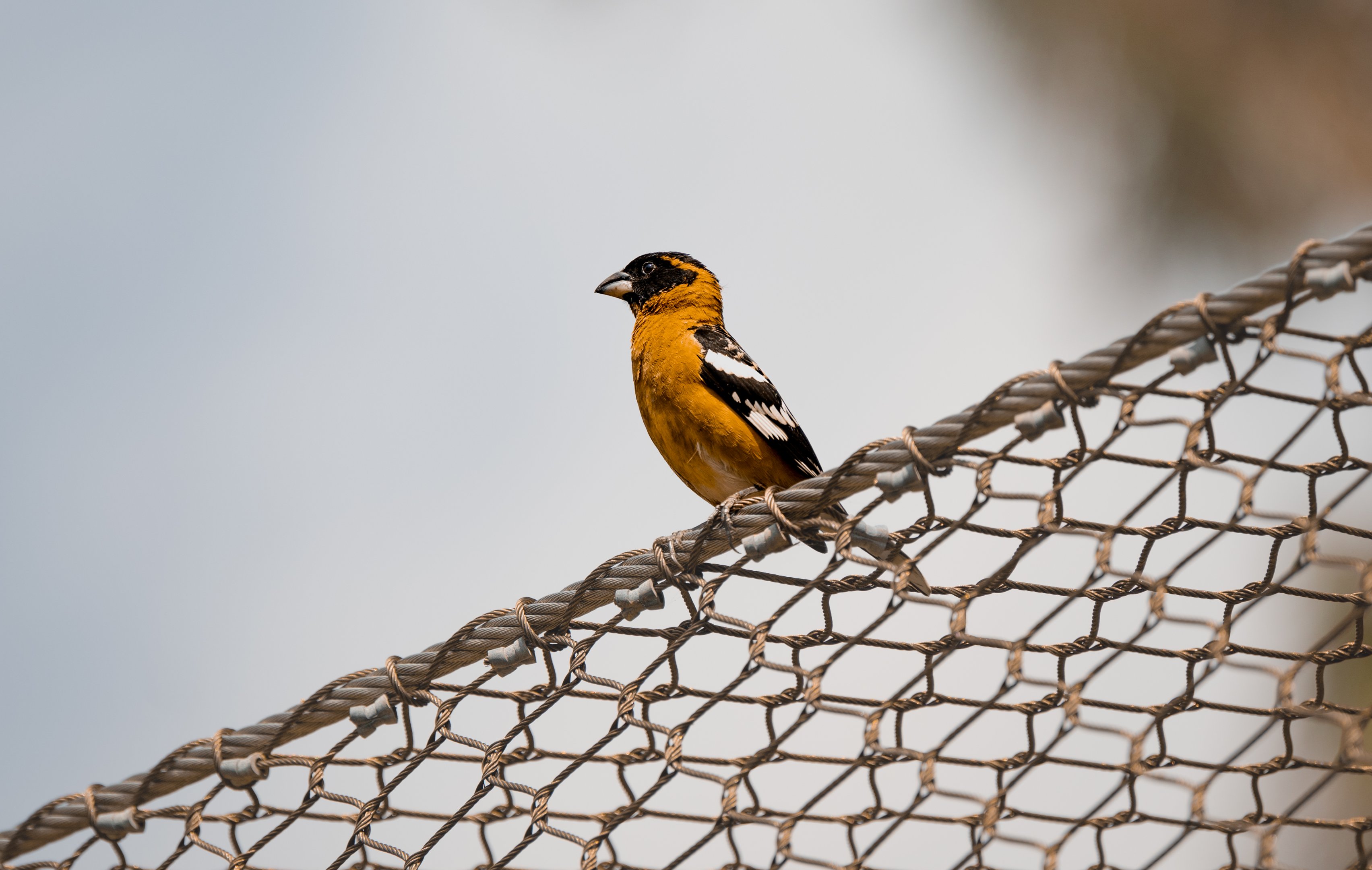 Black Headed Grosbeak(wild)