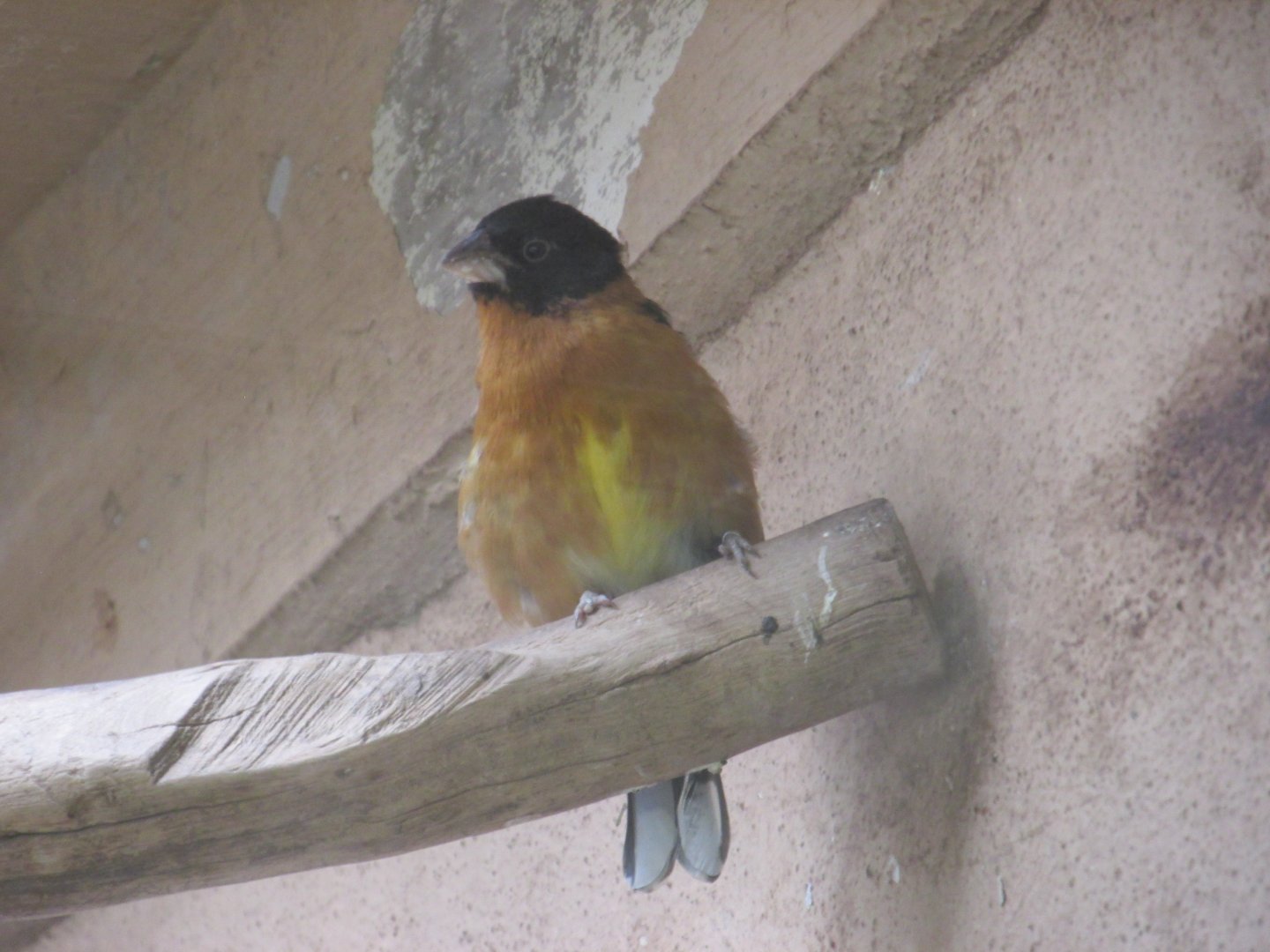 black headed grosbeak