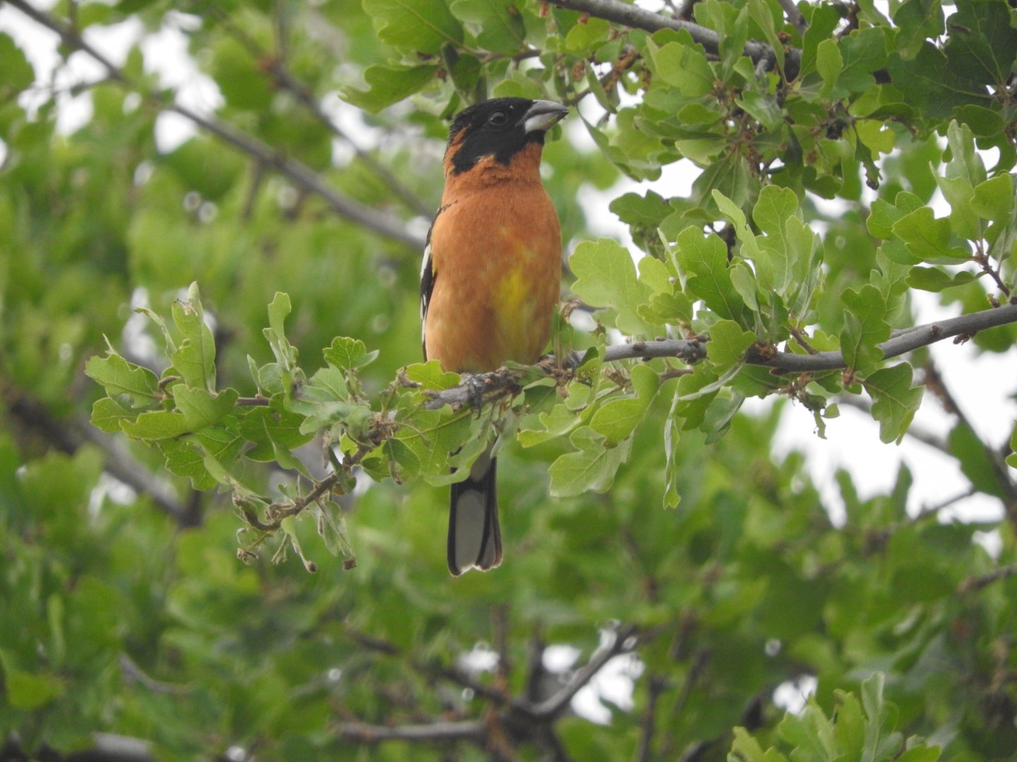 Black-headed Grosbeak
