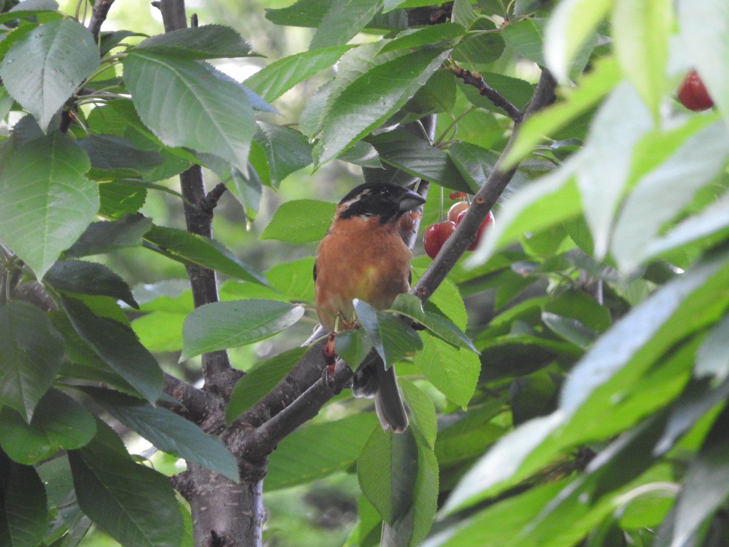 Black-headed Grosbeak