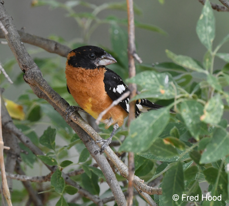 black headed grosbeak