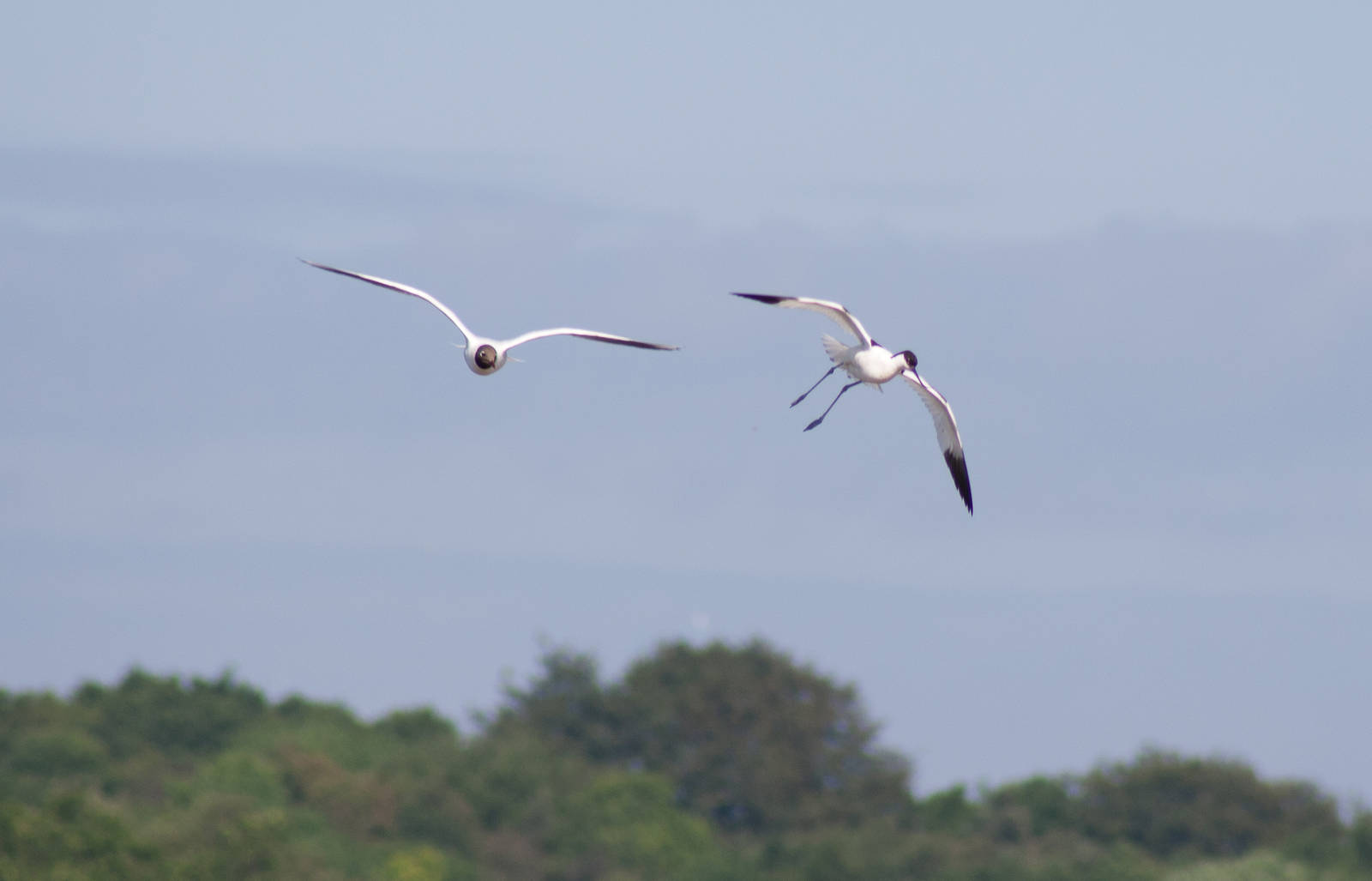 Black Headed Gull and Pied Avocet