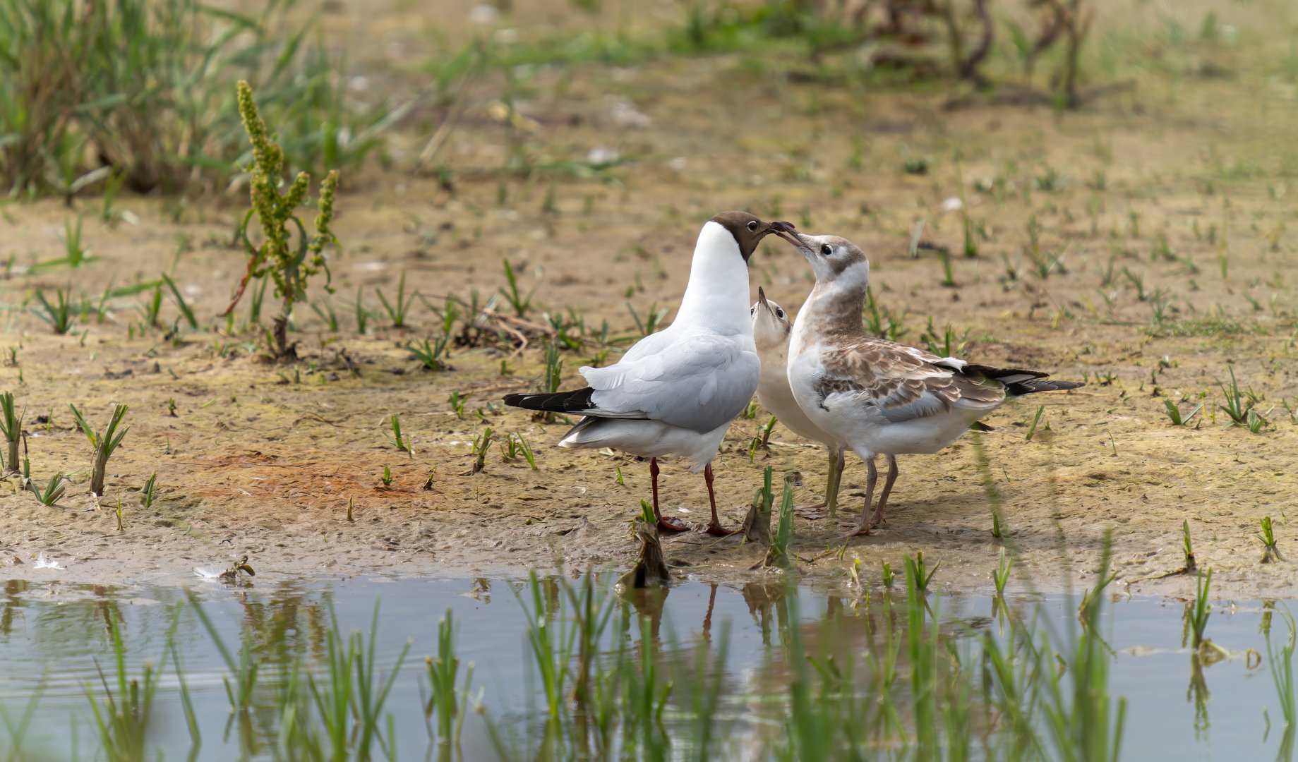 Black headed gull and youngsters, wild, UK