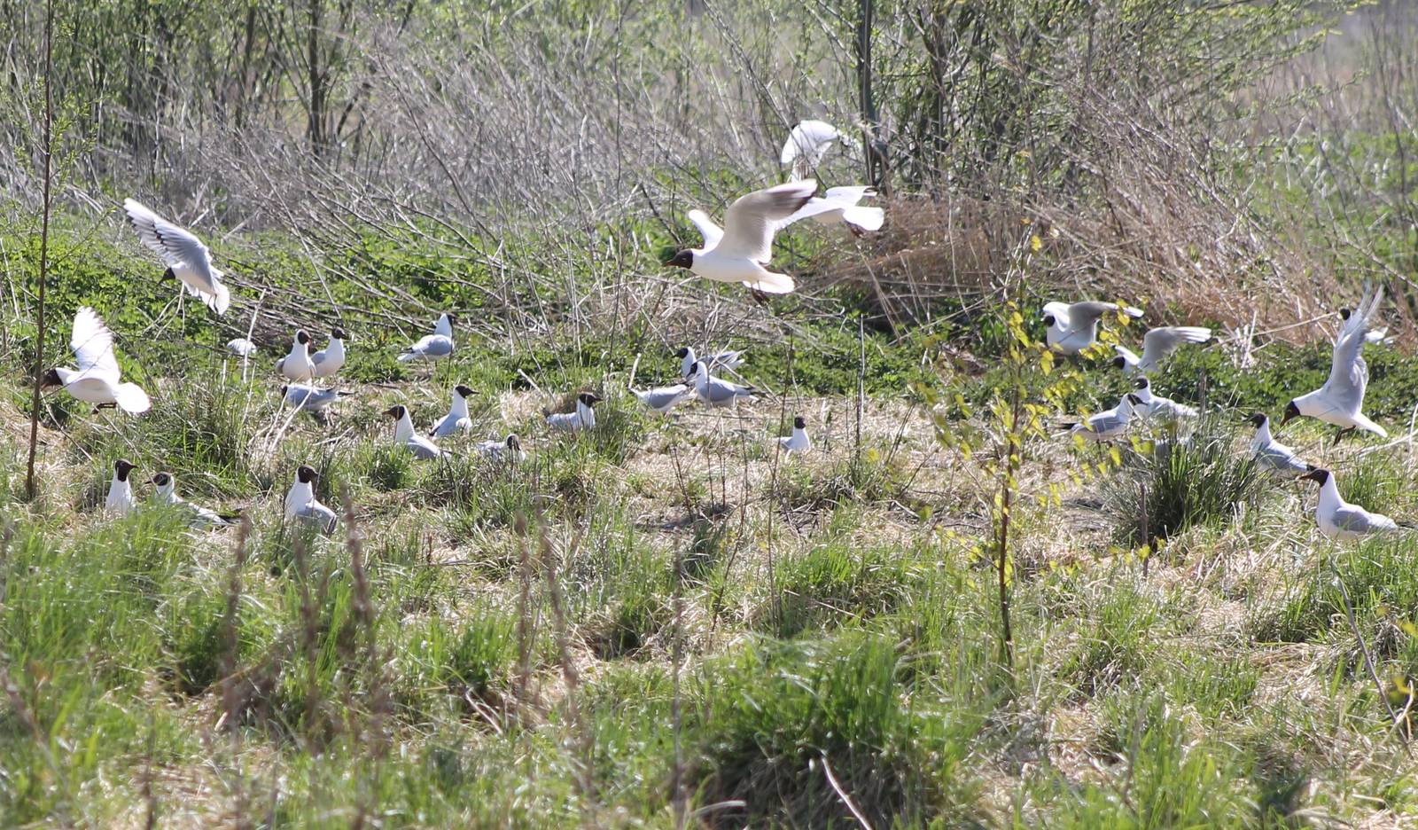 Black-headed gull breeding colony