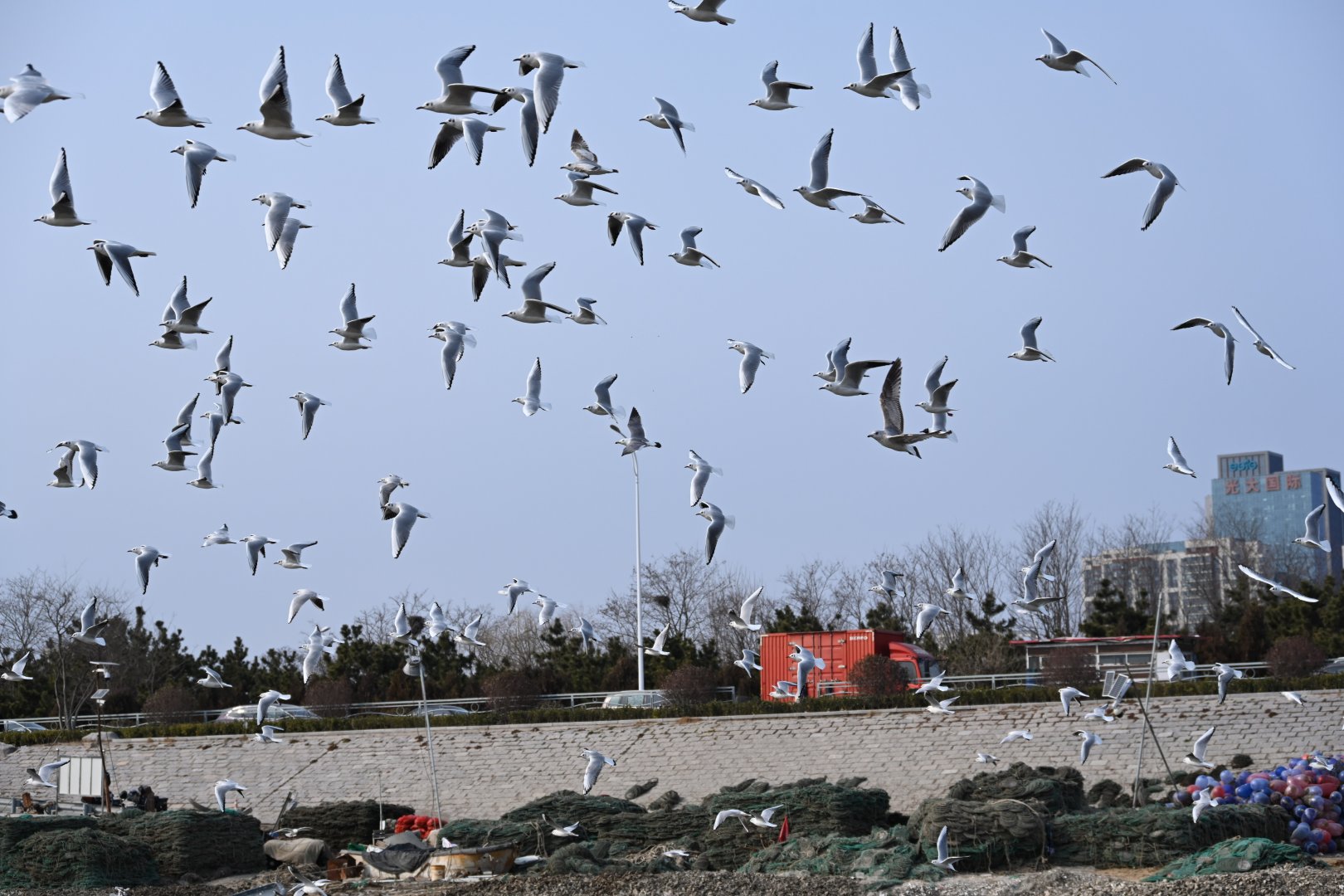 black-headed gull (Chroicocephalus ridibundus) and black-tailed gull (Larus crassirostris)