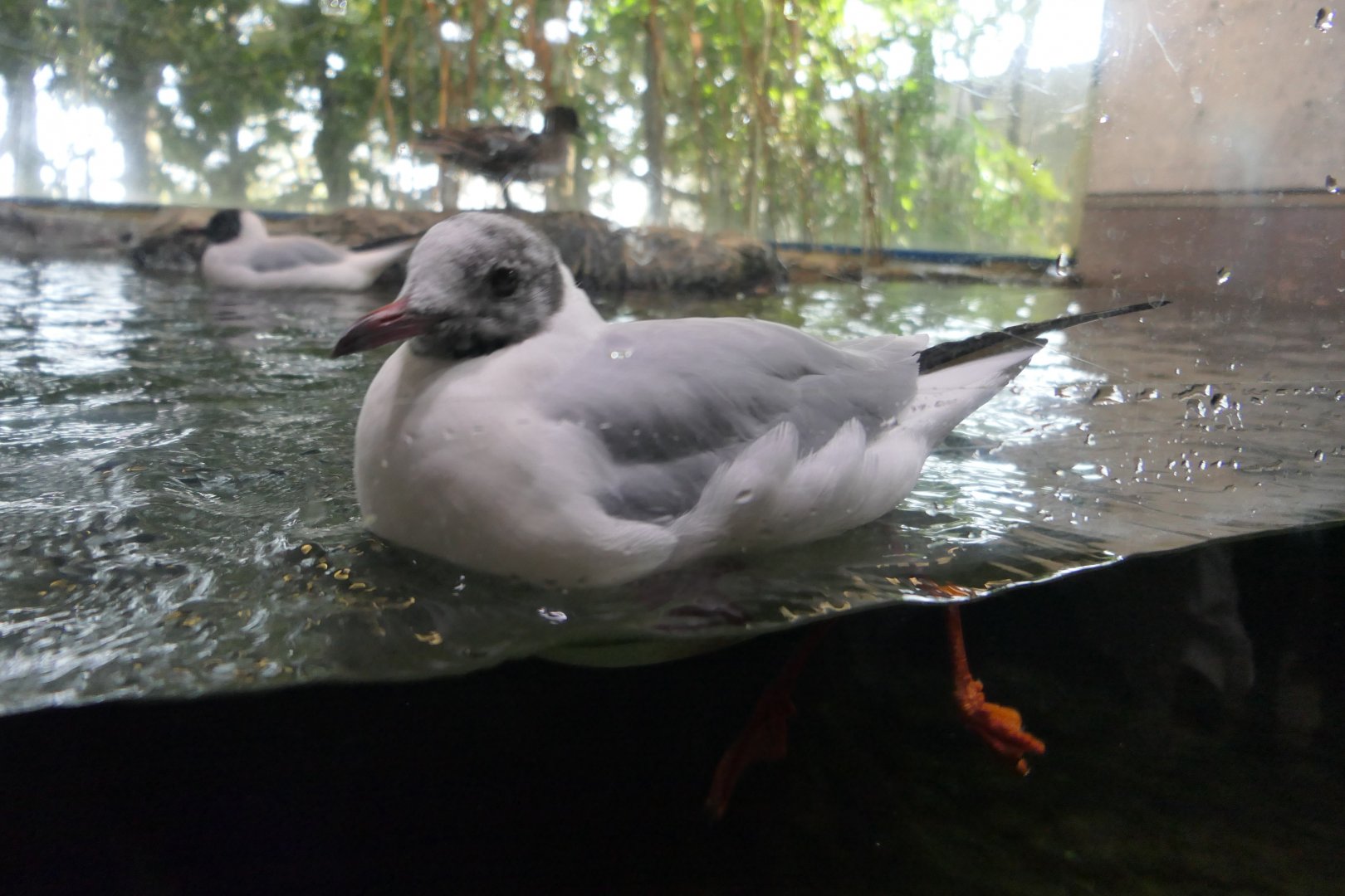 Black-headed Gull (Chroicocephalus ridibundus) - Lake Biwa Museum