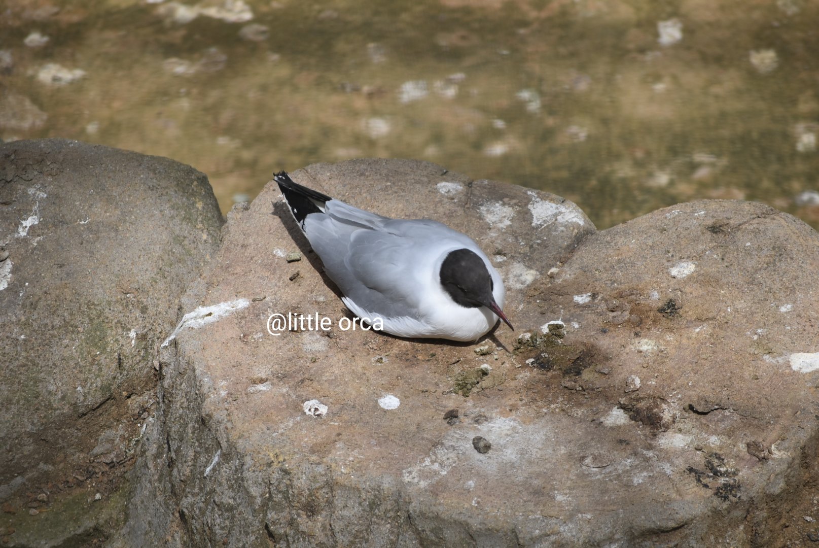 black headed gull (Chroicocephalus ridibundus)