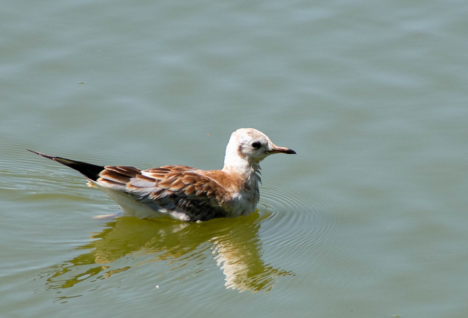 Black-headed gull (Chroicocephalus ridibundus)