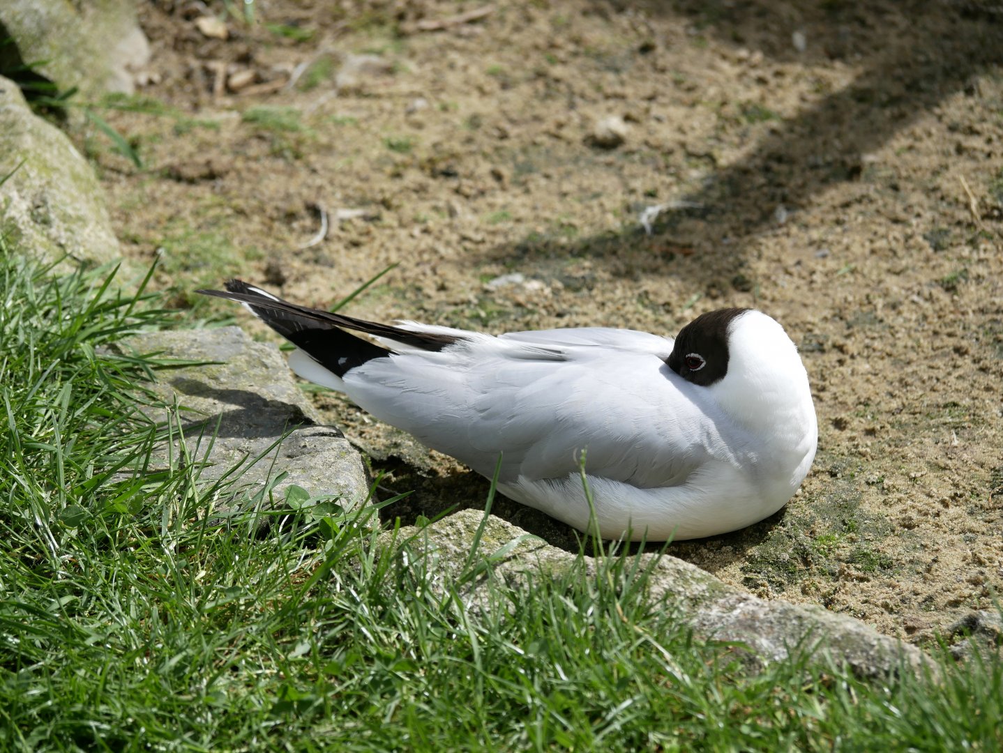 Black-headed gull (Chroicocephalus ridibundus)
