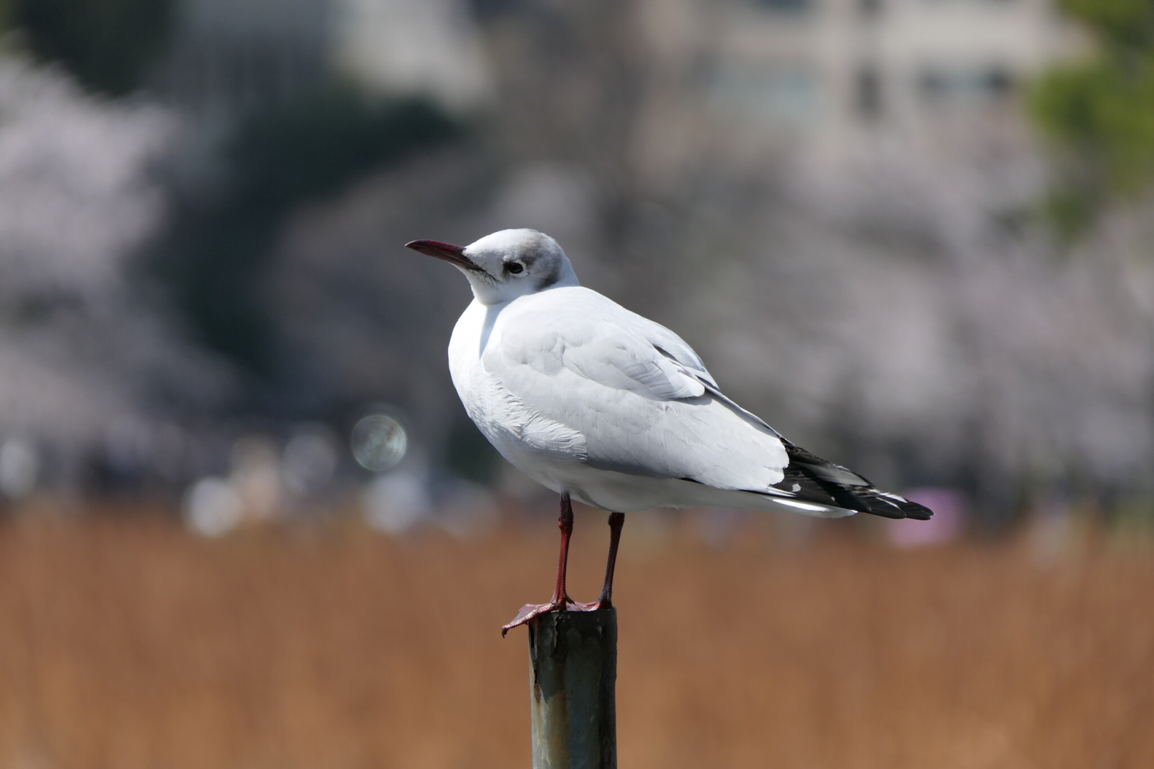 Black-headed Gull (Chroicocephalus ridibundus)
