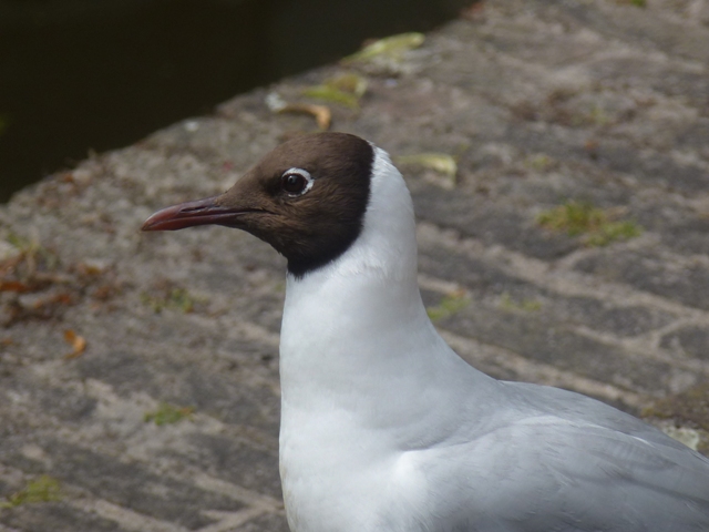 Black headed gull in Delft 26.6.13