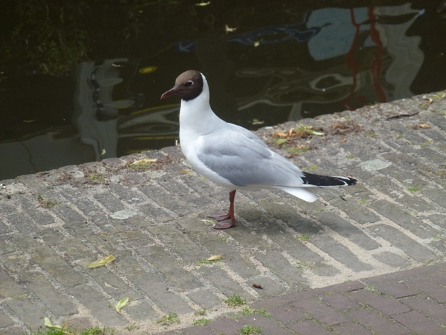 Black headed gull in Delft 26.6.13