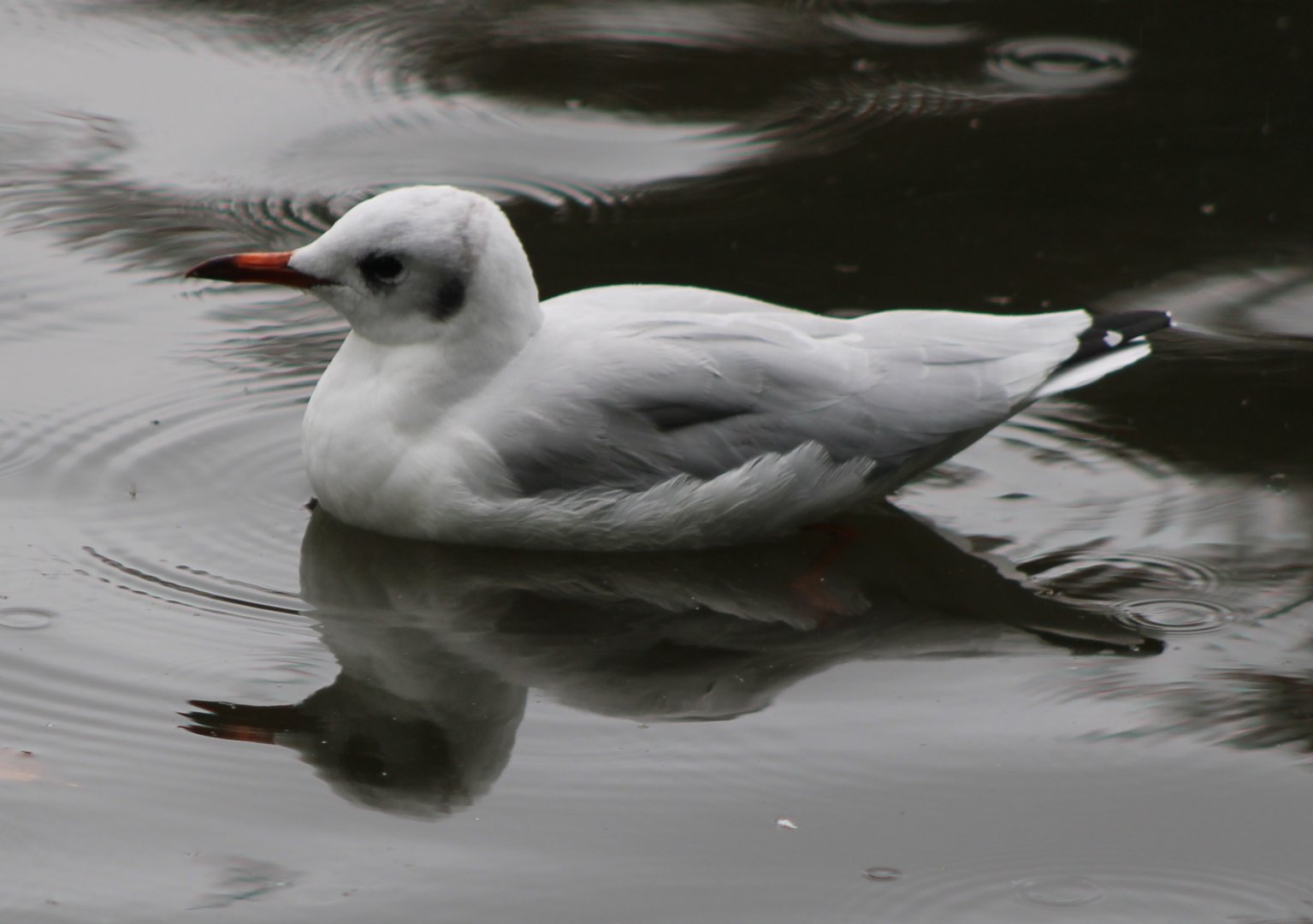 Black-headed gull - juvenile