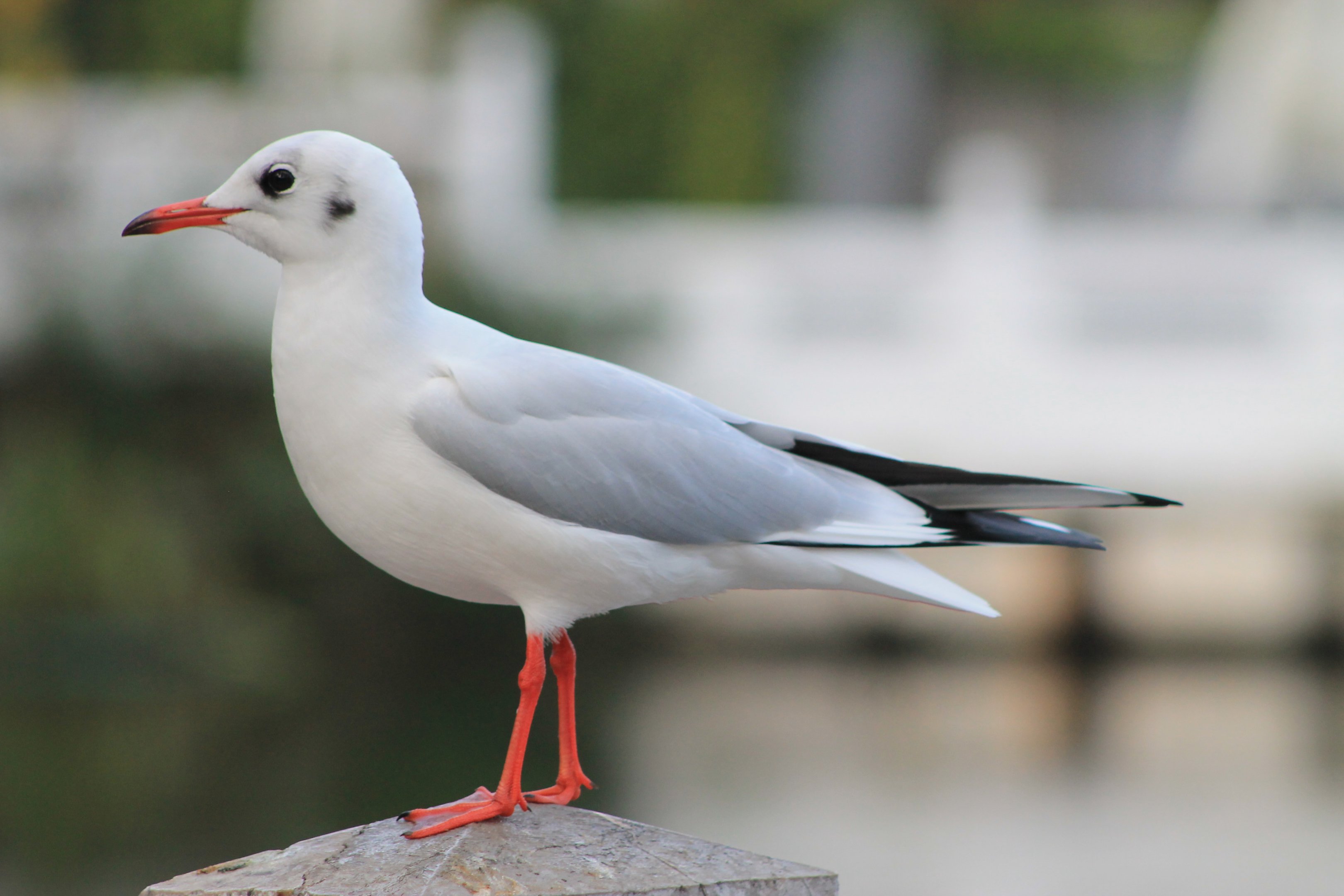 Black-headed Gull (Larus ridibundus)