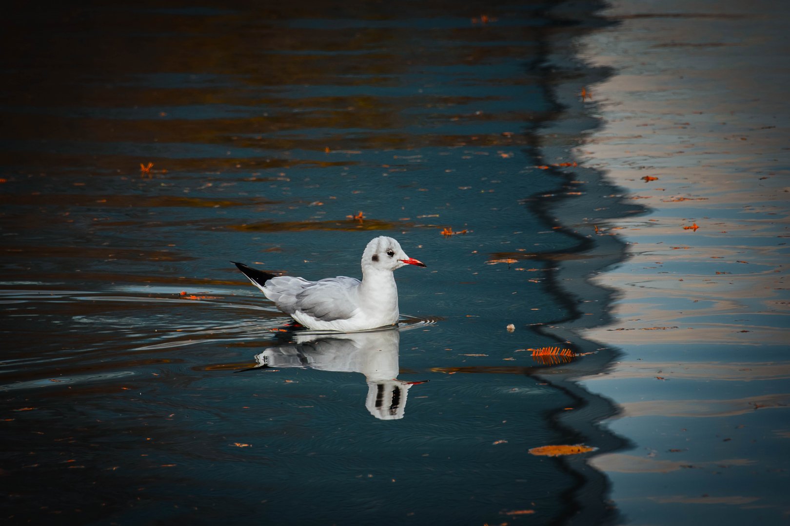 Black Headed Gull - Osaka Castle Park