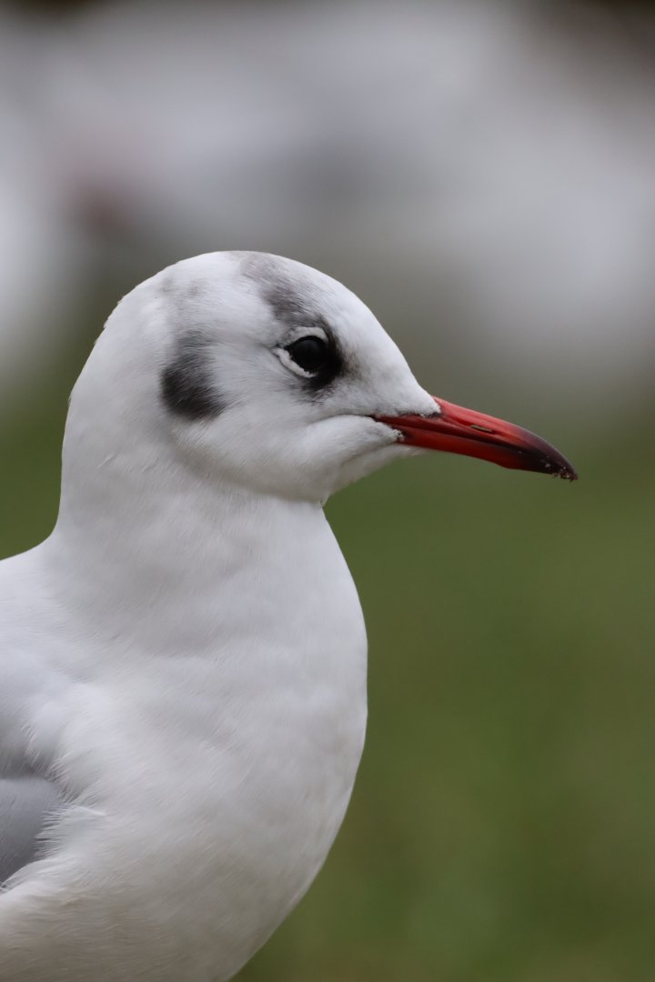 Black-headed Gull Portrait