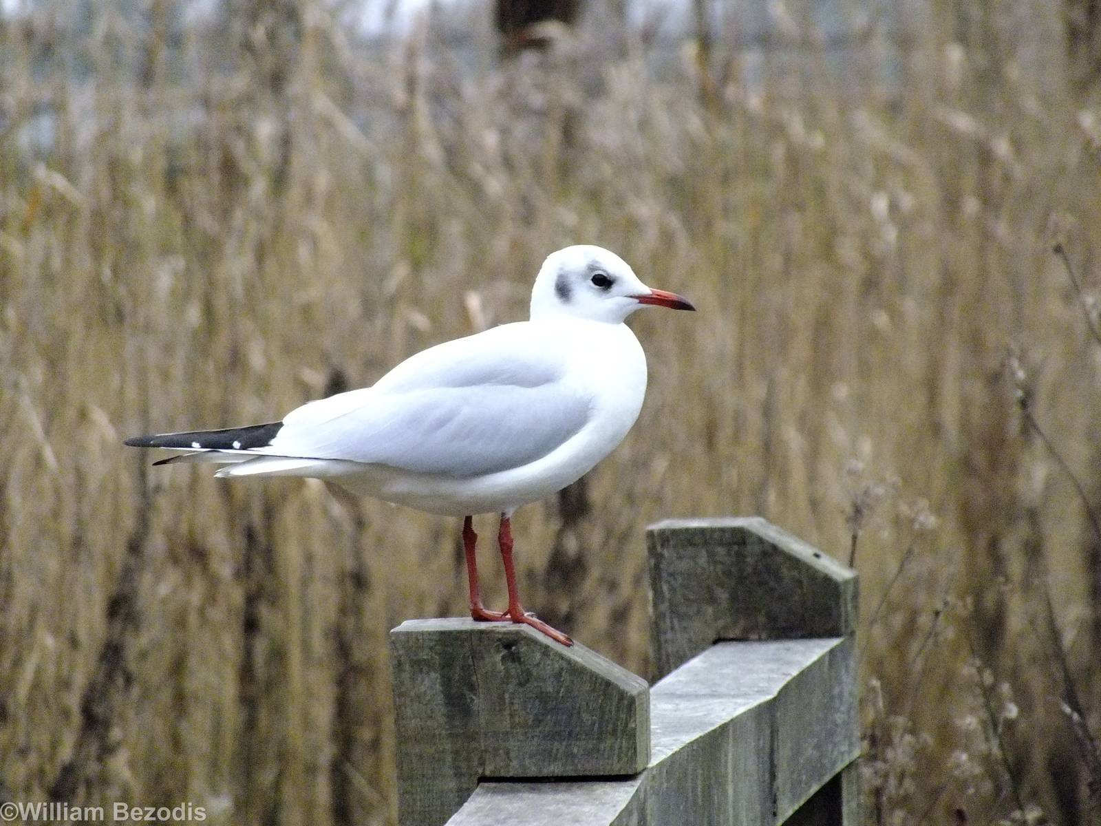 Black-headed Gull - Richmond Park