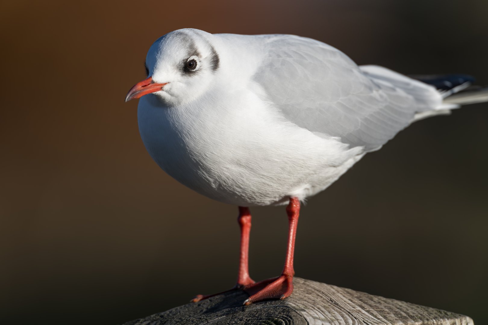 Black headed gull, winter plumage, wild, UK