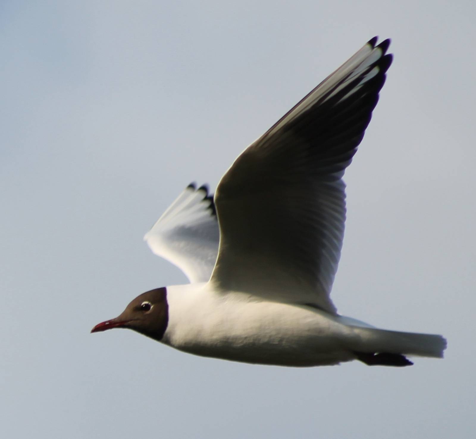 black headed gull