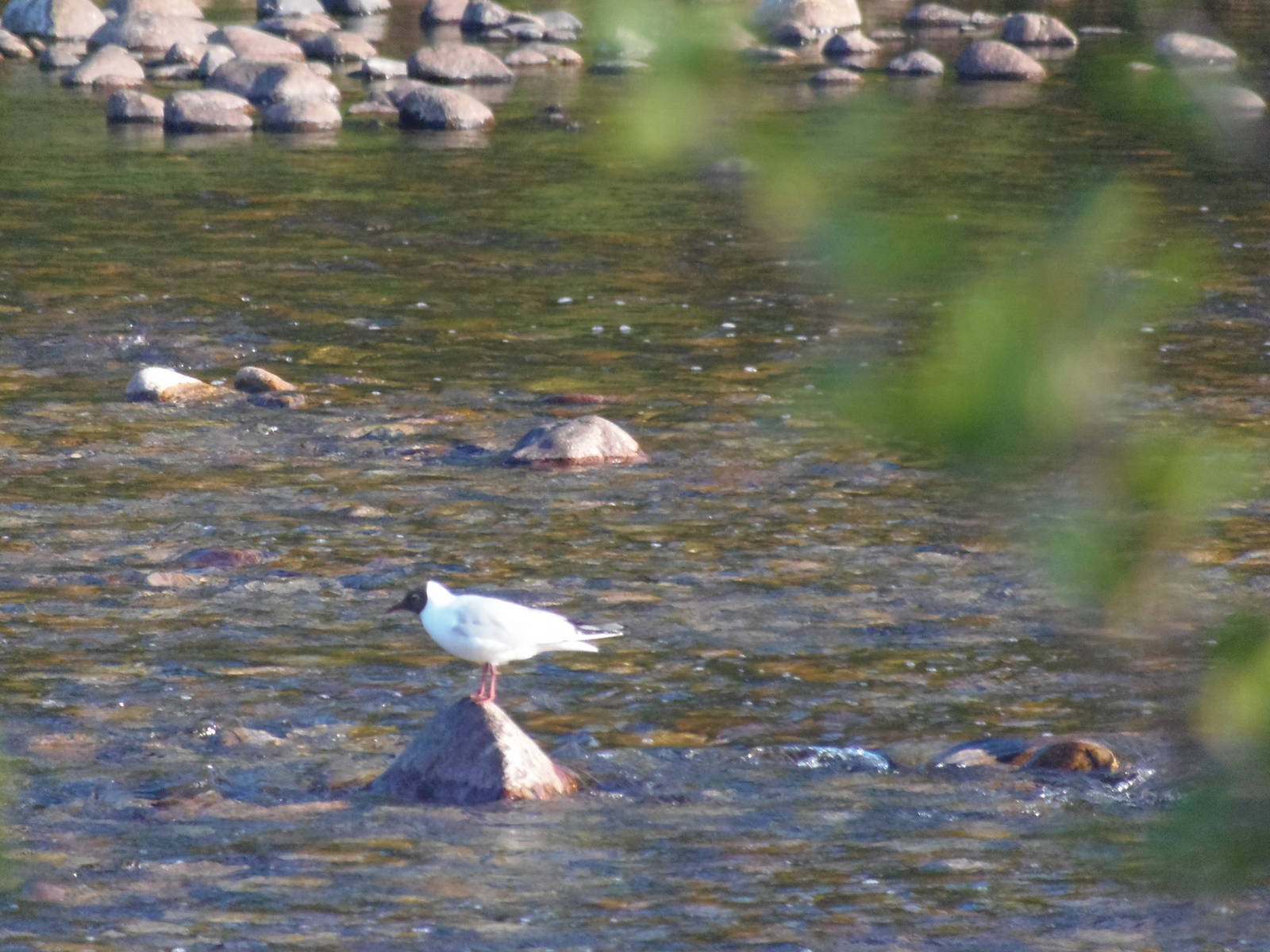 Black-headed gull