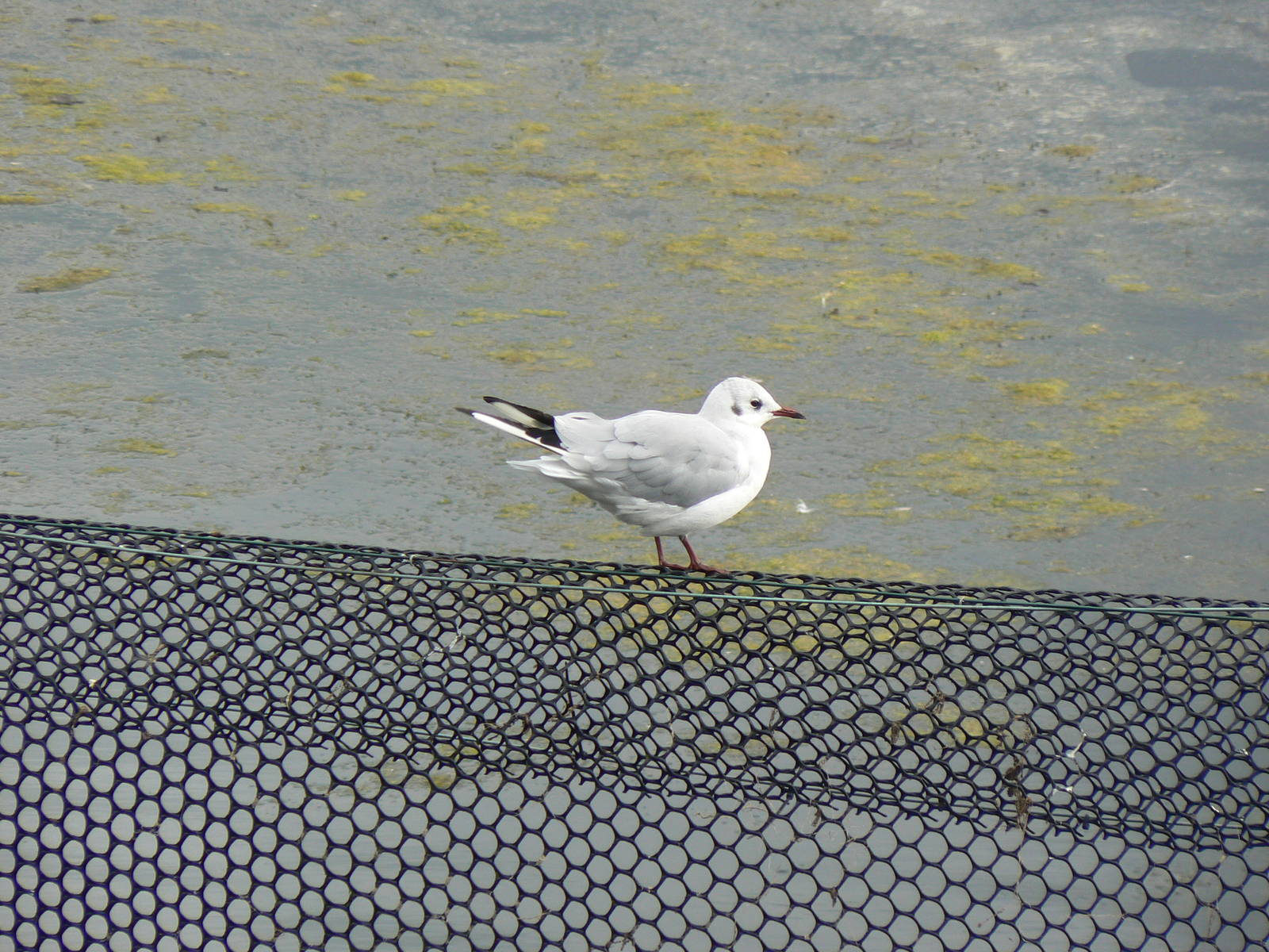 Black-headed Gull