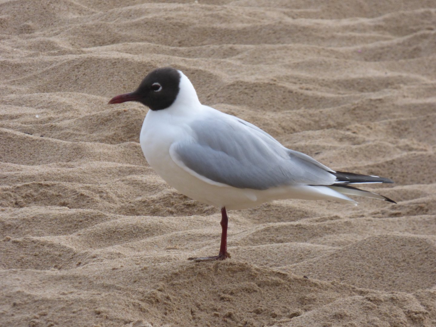 Black-Headed Gull