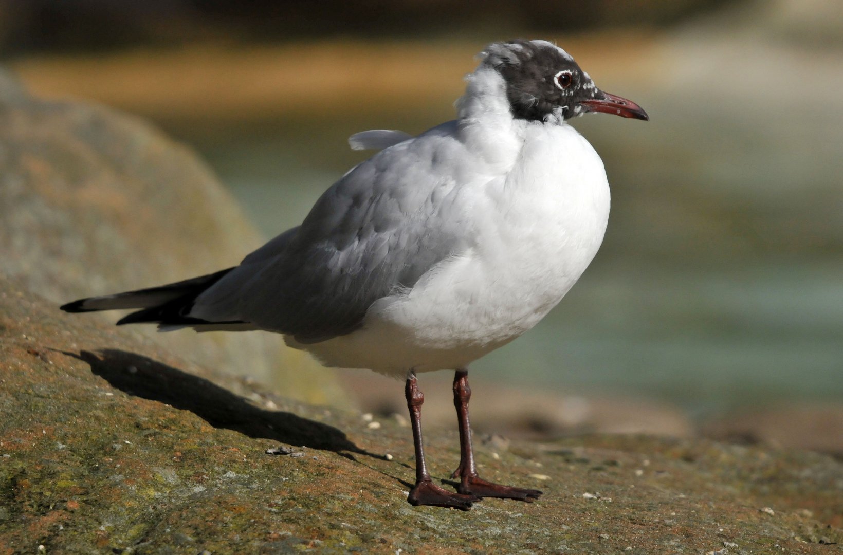 Black headed gull