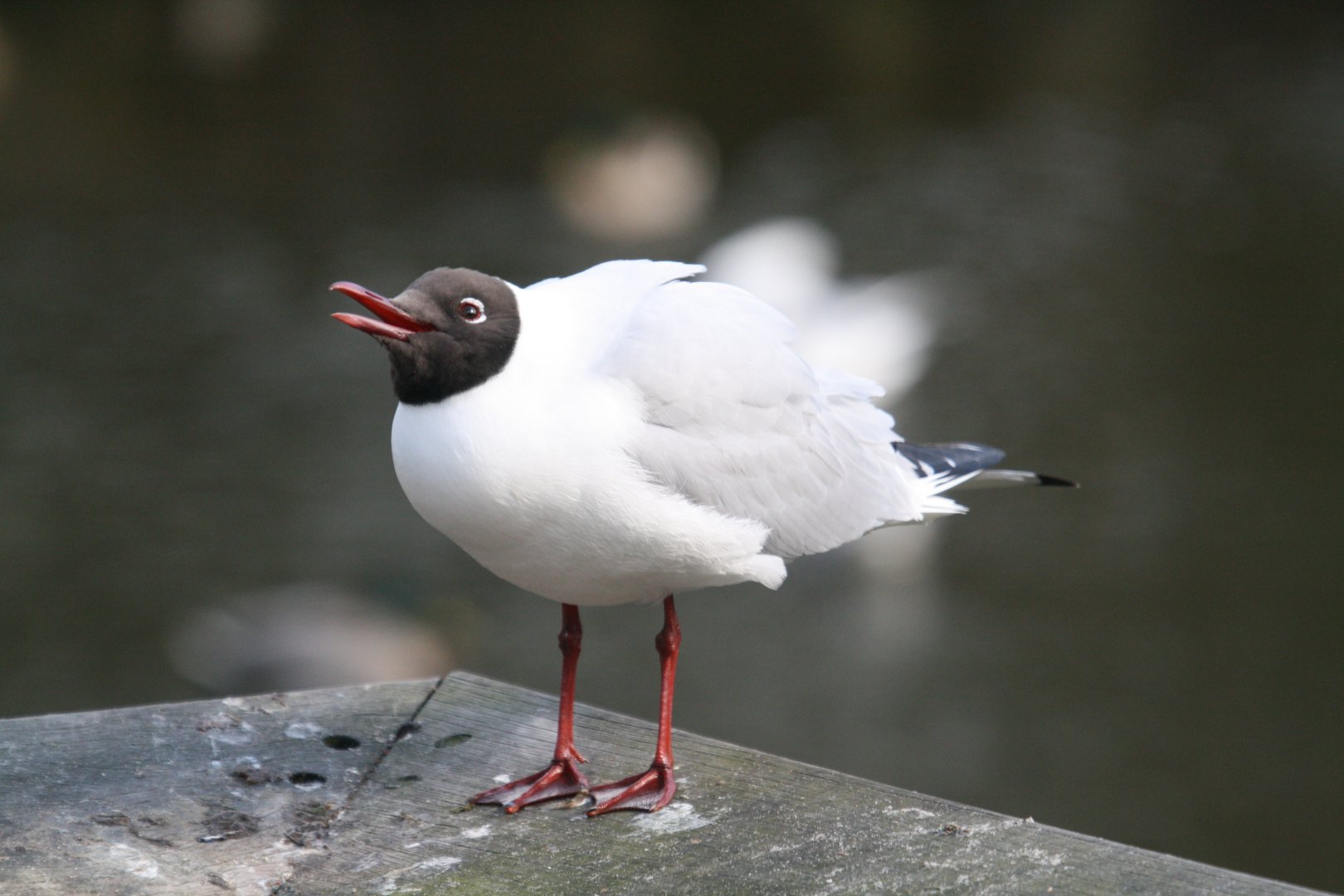 Black-headed gull